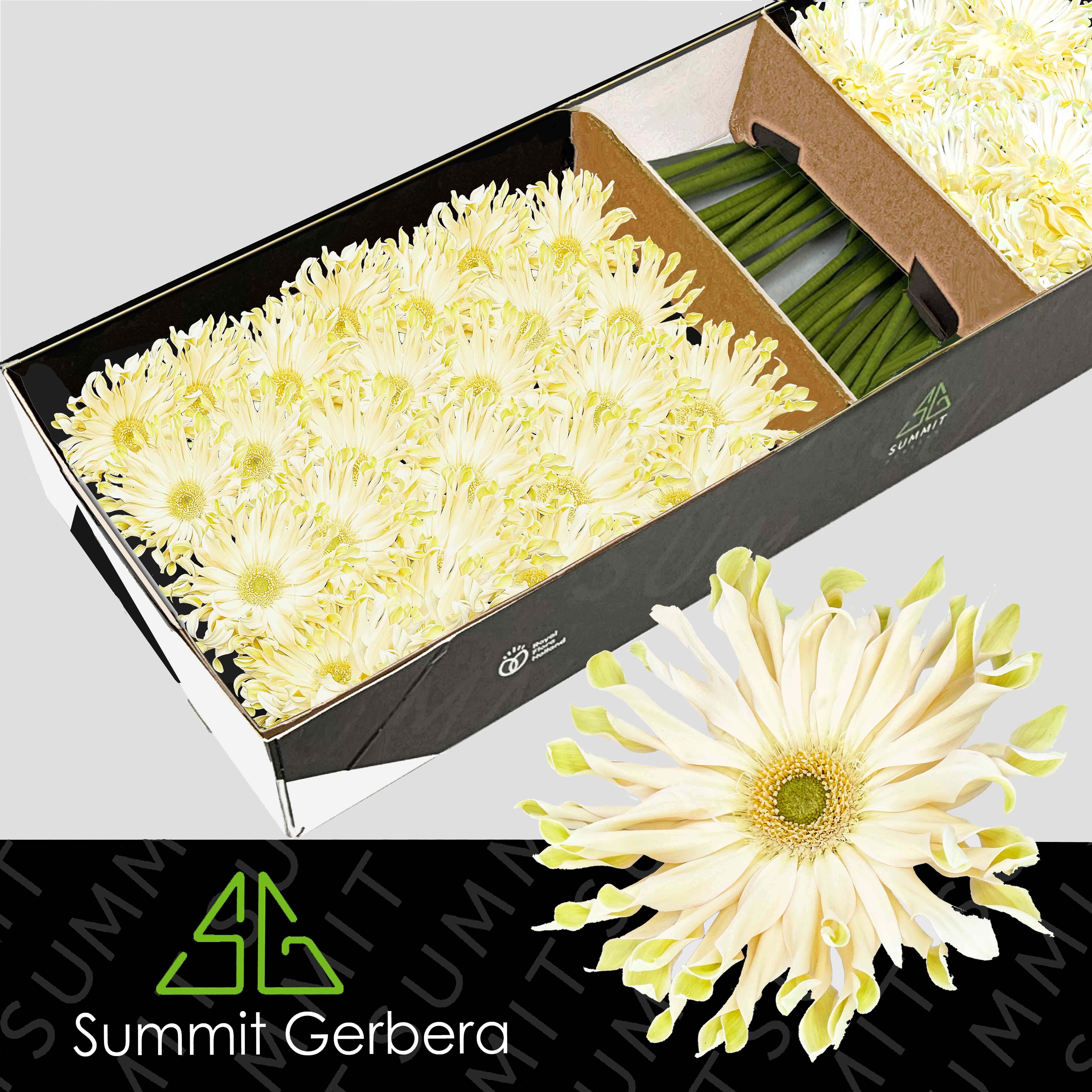 Gerbera Pasta Carbonara 45cm 10Ø