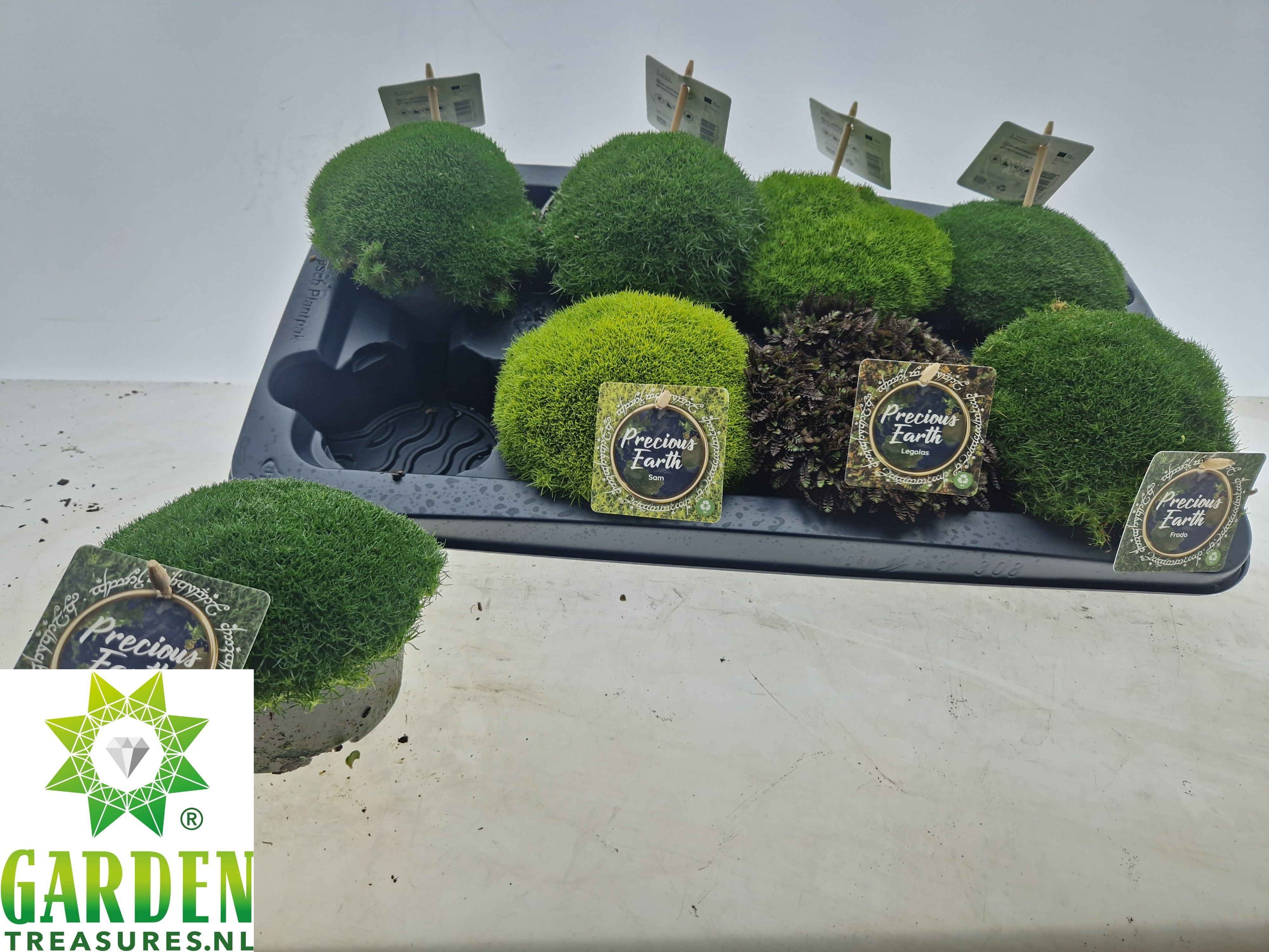 Vaste Planten Ov 13Ø 14cm