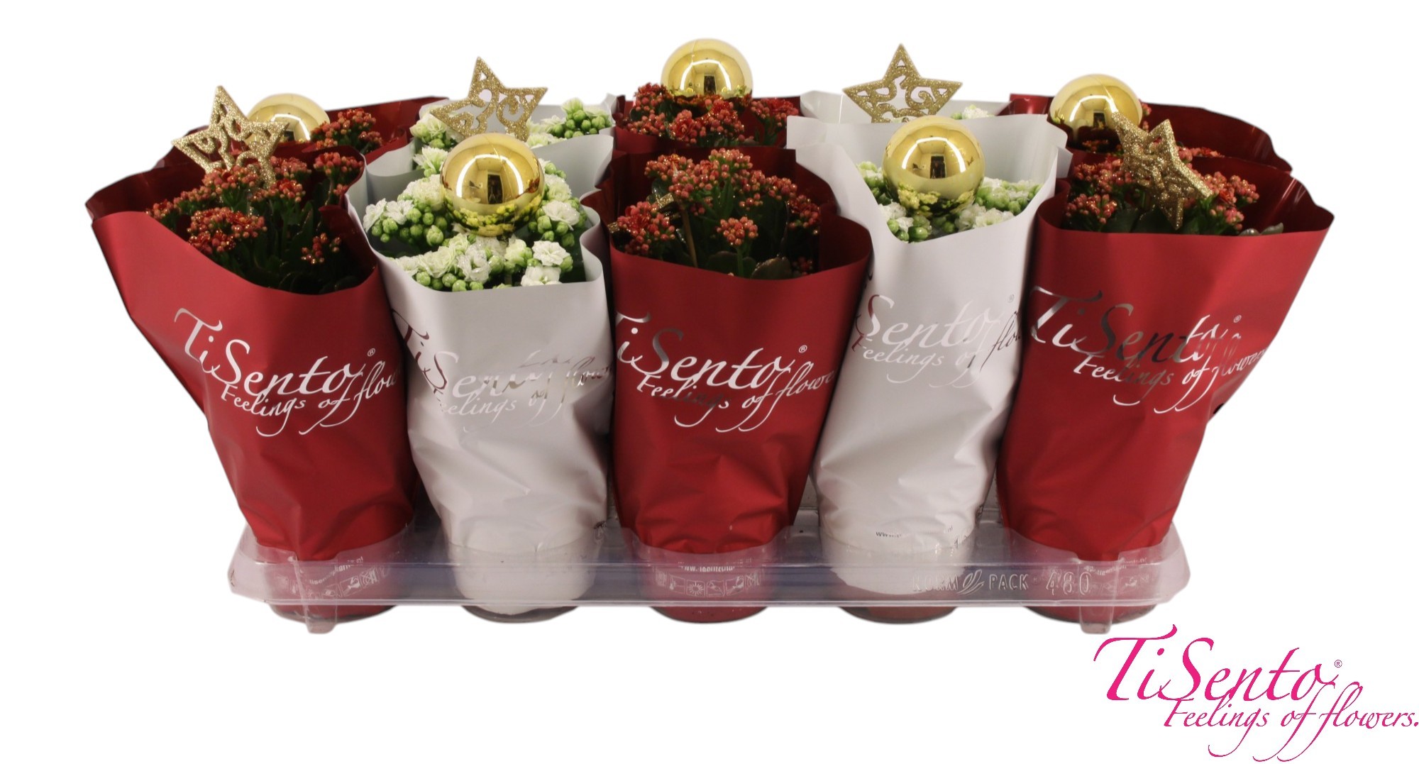 Picture of Kalanchoe Calandiva Tisento Xmas Red & White + Glitter + Picks P12 25CM