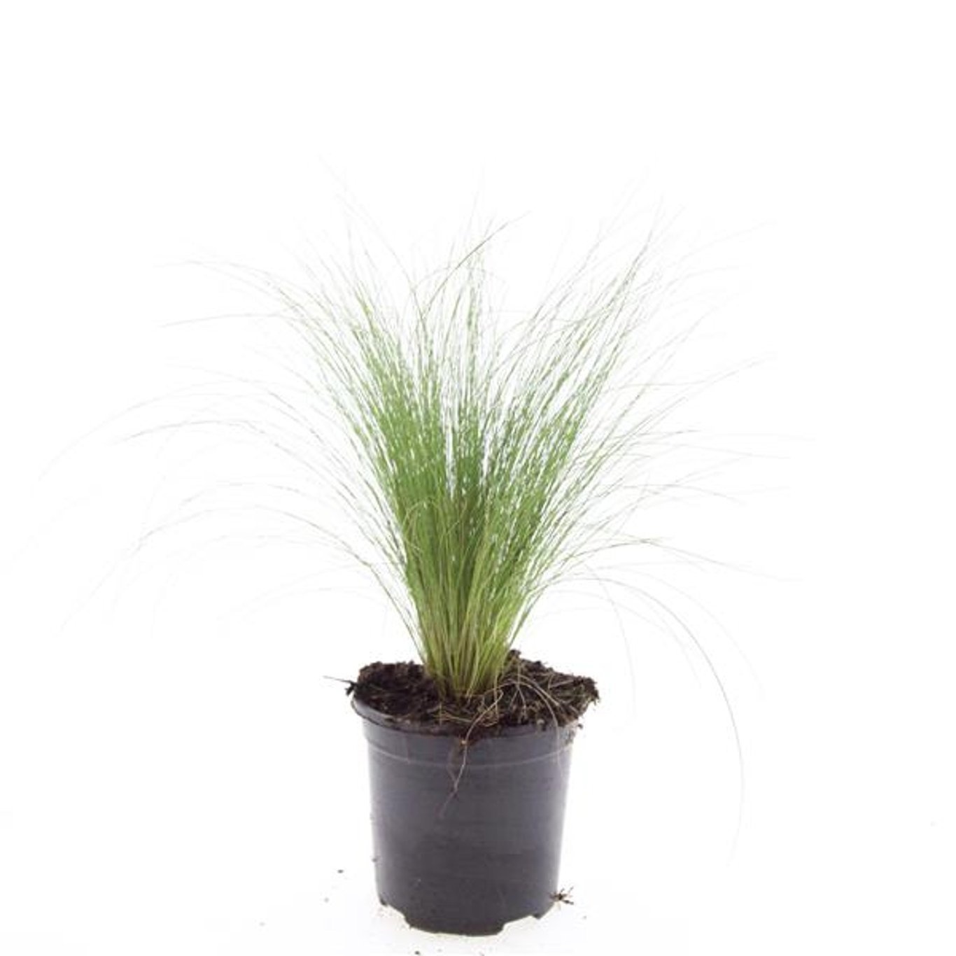 Stipa tenuissima 'Ponytails'