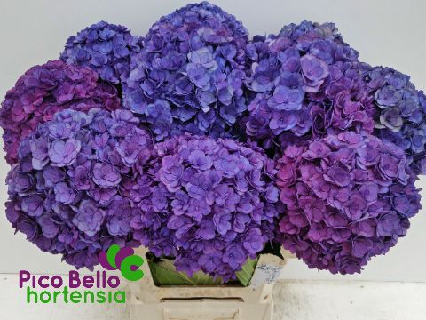 Hydrangea Royal Anastasia Blue 60cm 16Ø