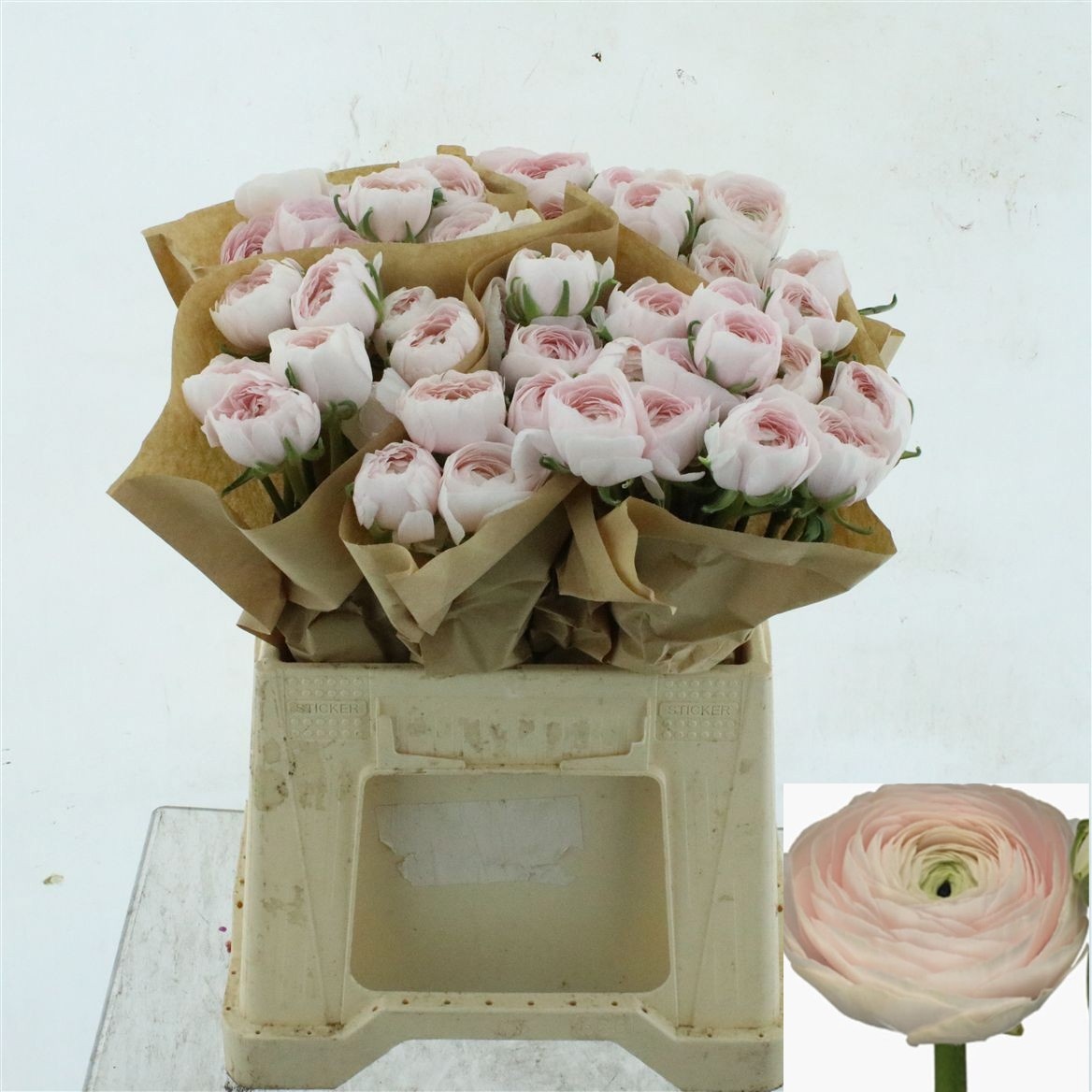 Ranunculus Success Hanoi 45cm