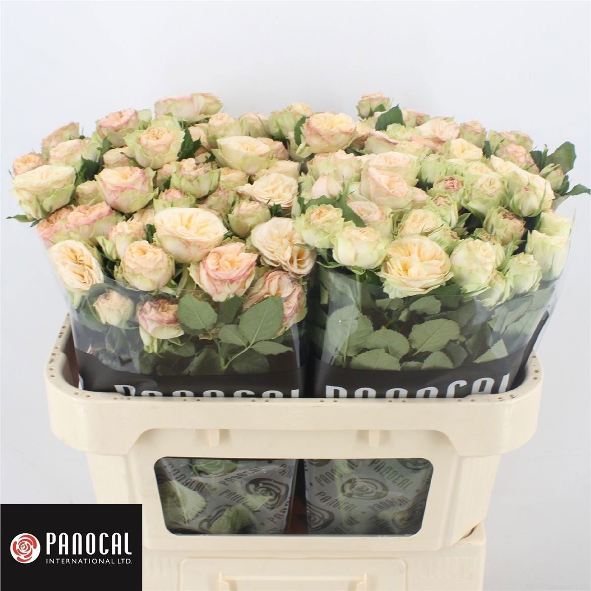 Rosa Spray Gen Trendsetter 70cm
