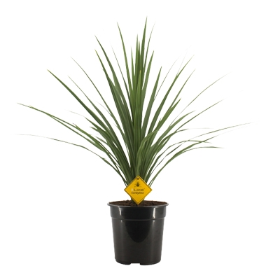 Picture of Cordyline Australis Verde - 24cm