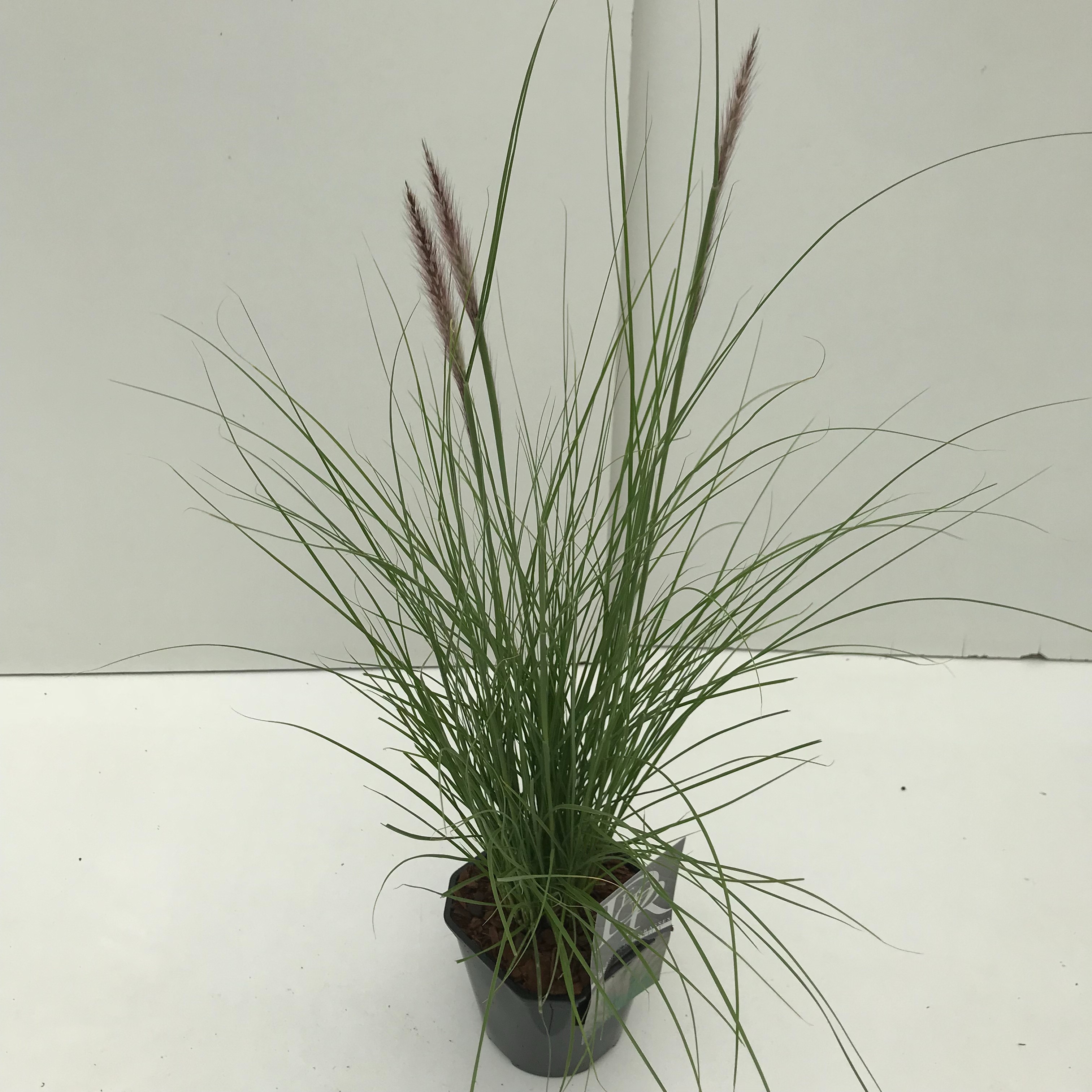 Picture of Pennisetum Rupelli P17 (2 Ltr) Square