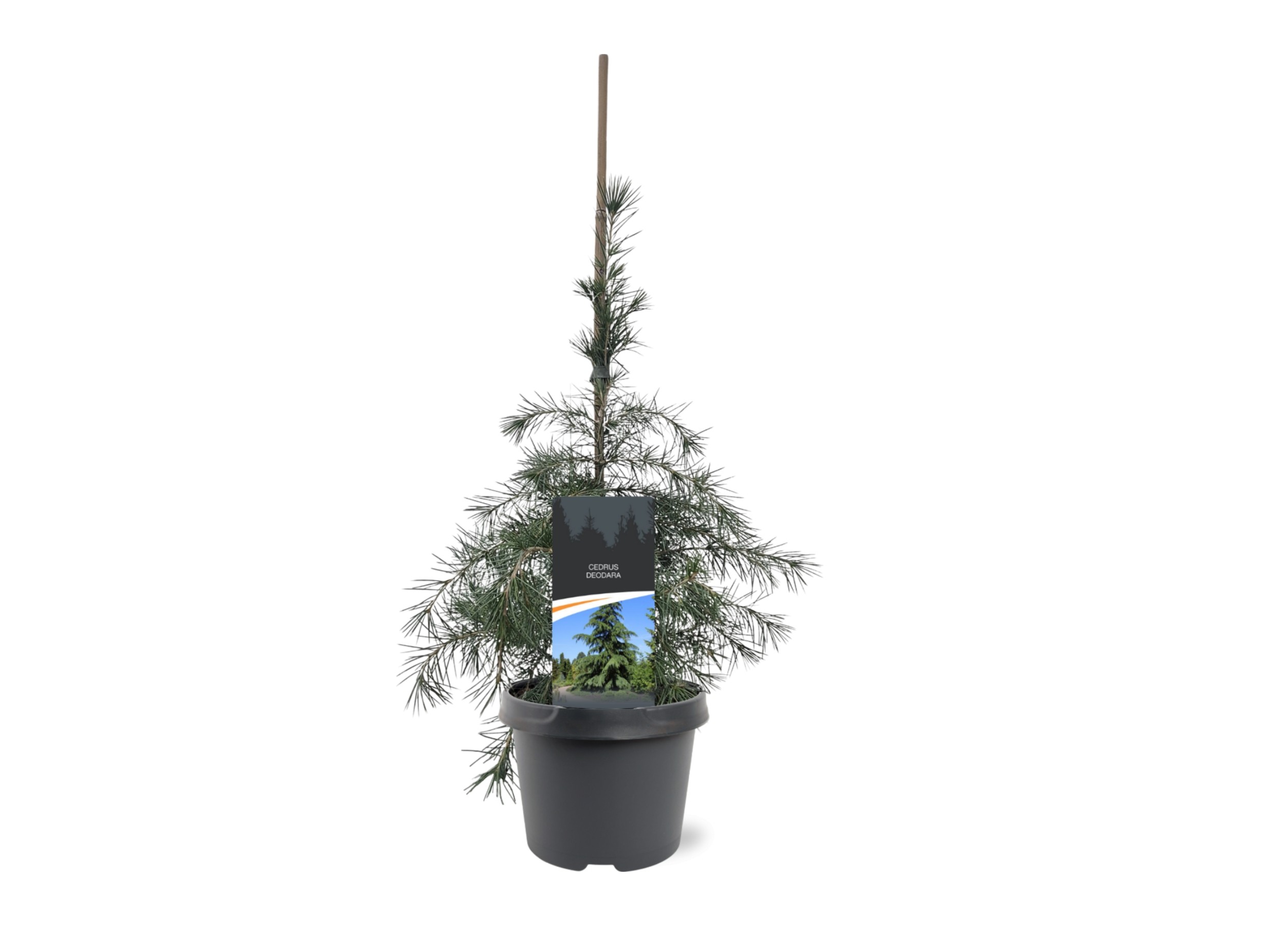 Picture of Cedrus deodara P19 (3 Ltr) (LOOSE)