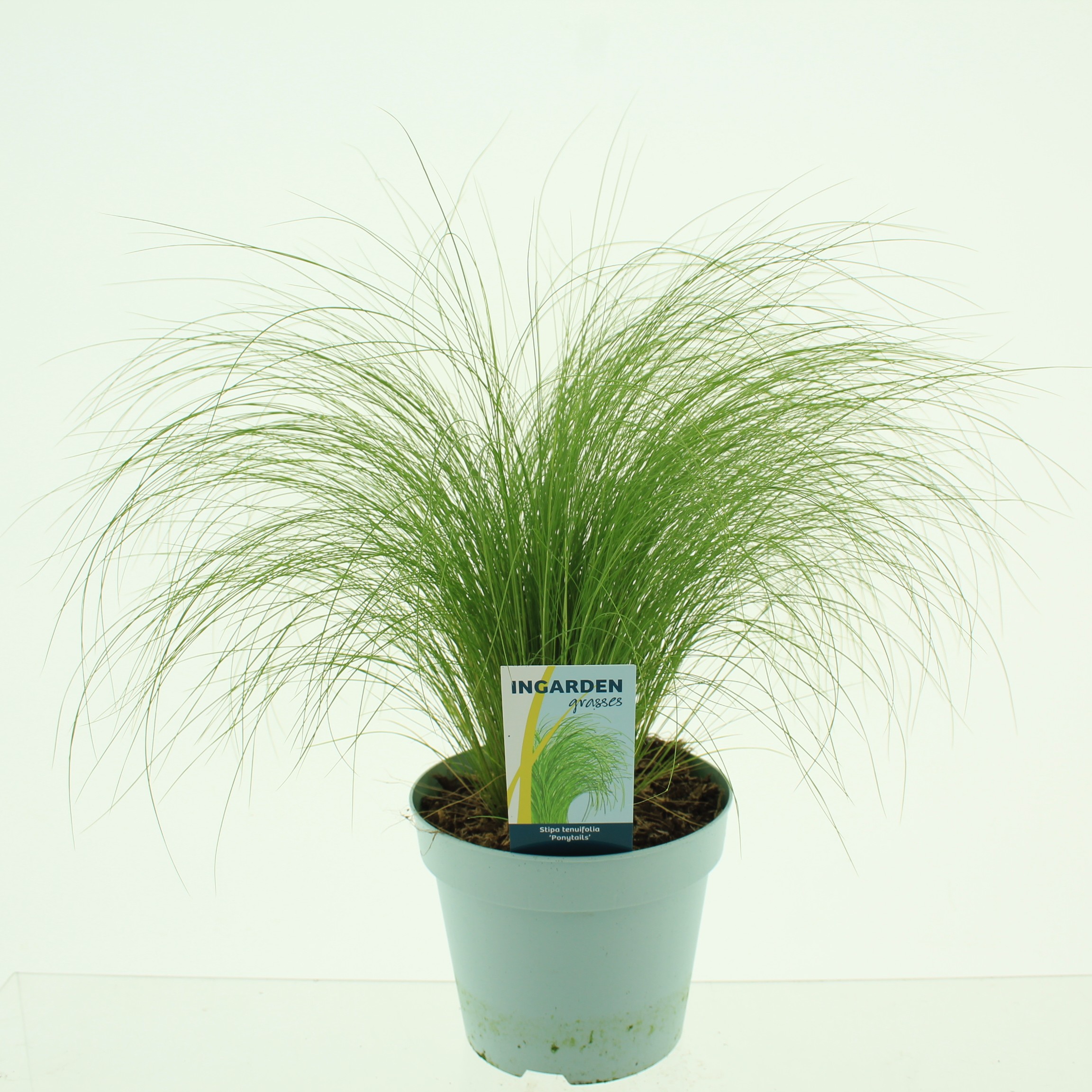 Picture of Stipa ten Ponytails