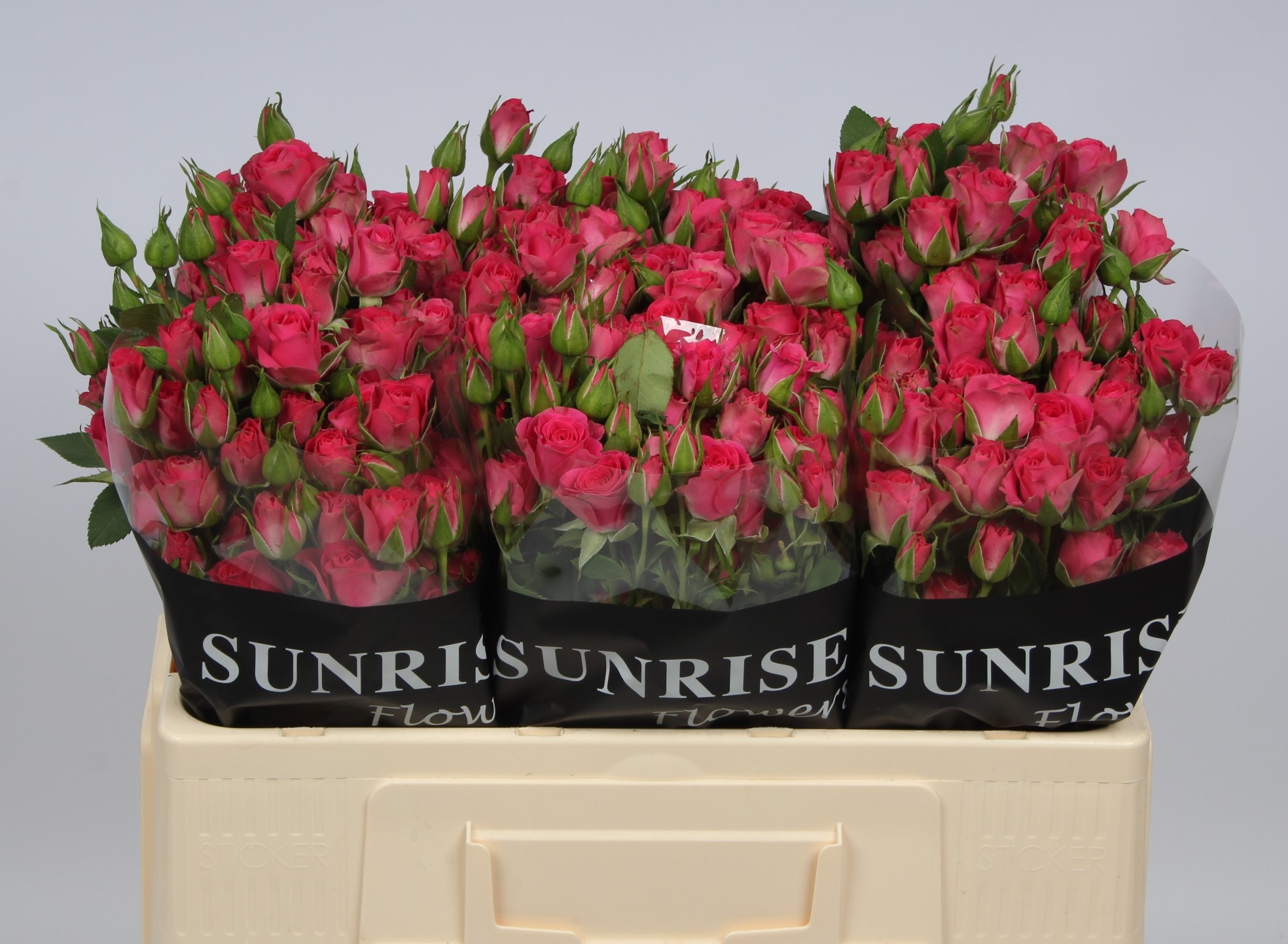 Rosa Spr Sylvana 50cm