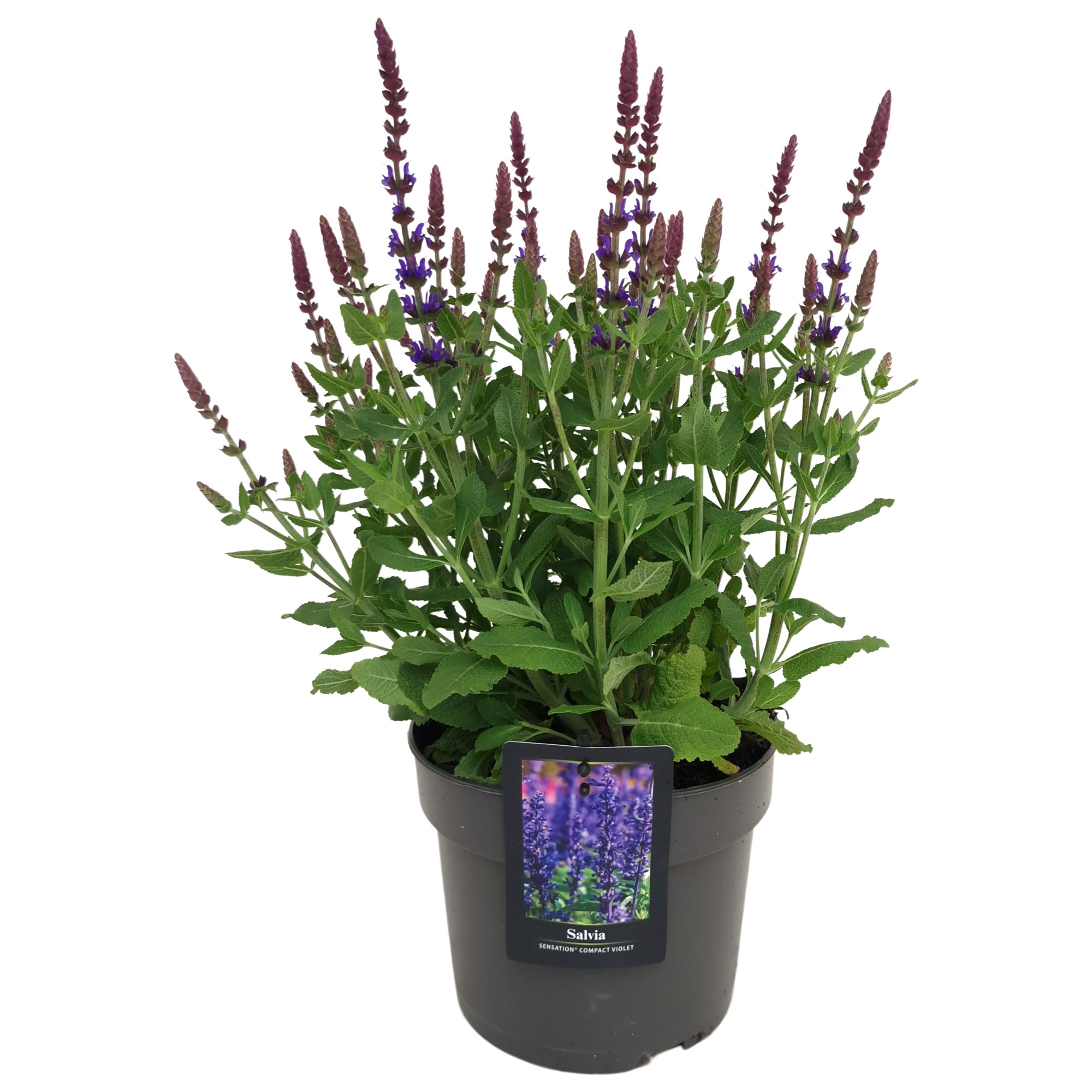 Picture of Salvia nemorosa Sensation ®compact Violet