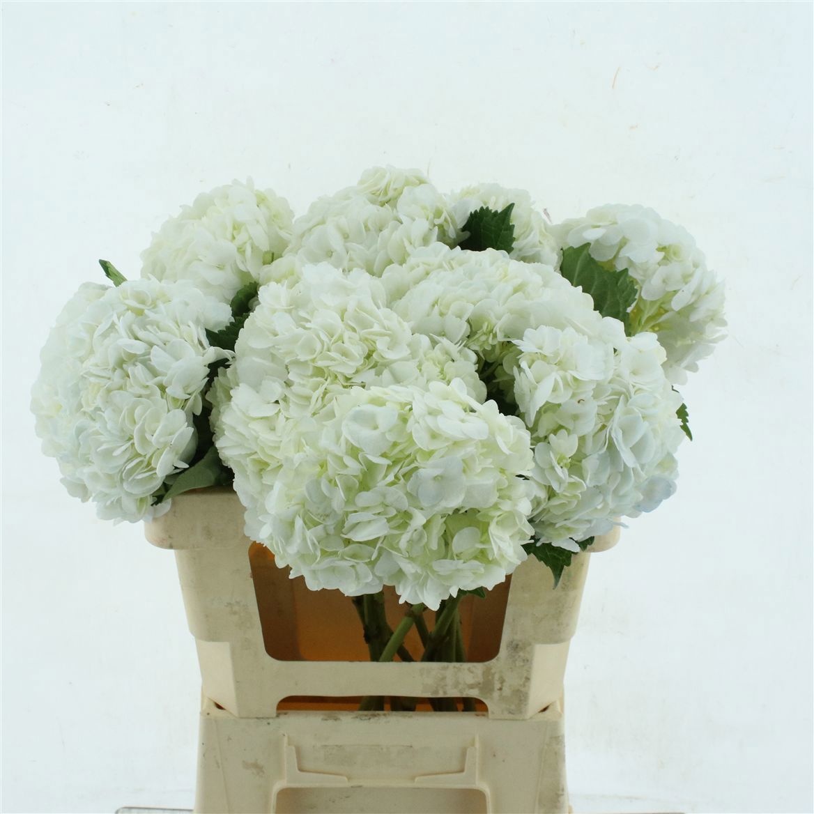 Hydrangea 60cm 19Ø