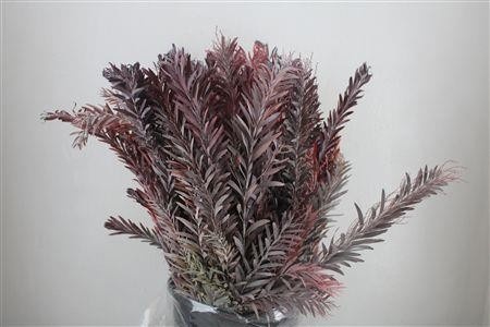 Acacia (MIMOSA) Pb 60cm 200gram