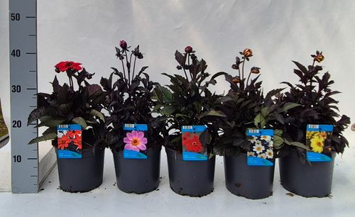 Dahlia Happy Day's mix p17 Weet