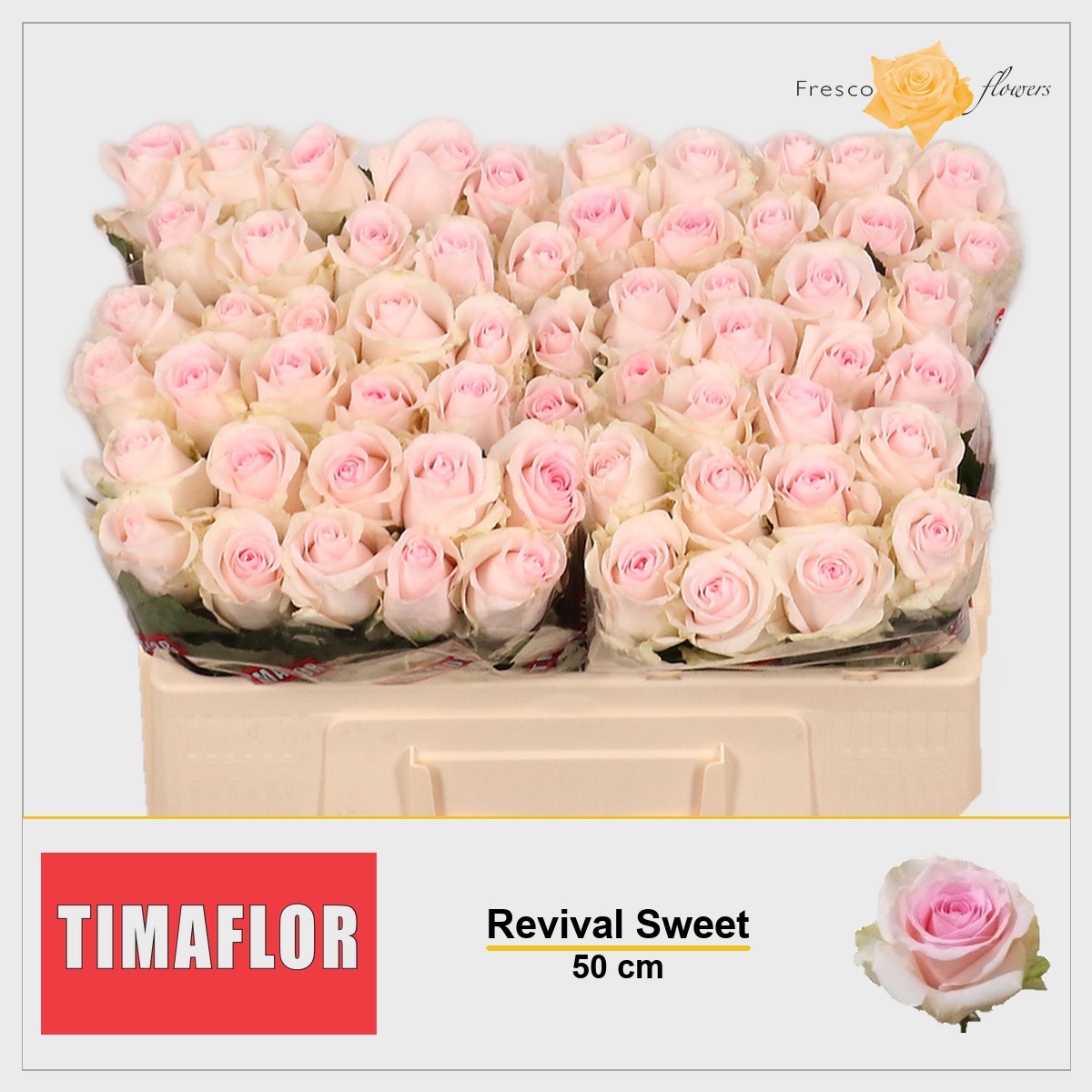 Rosa Revival Sweet 50cm