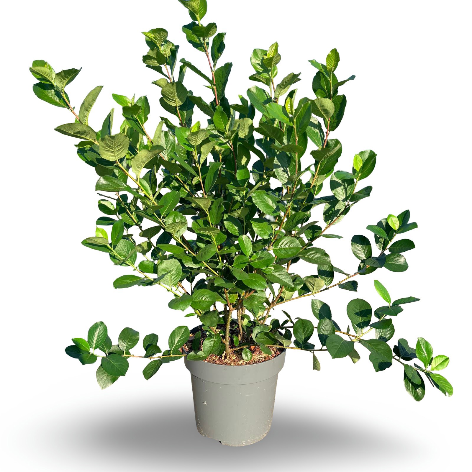 Aronia prunifolia 'Viking'