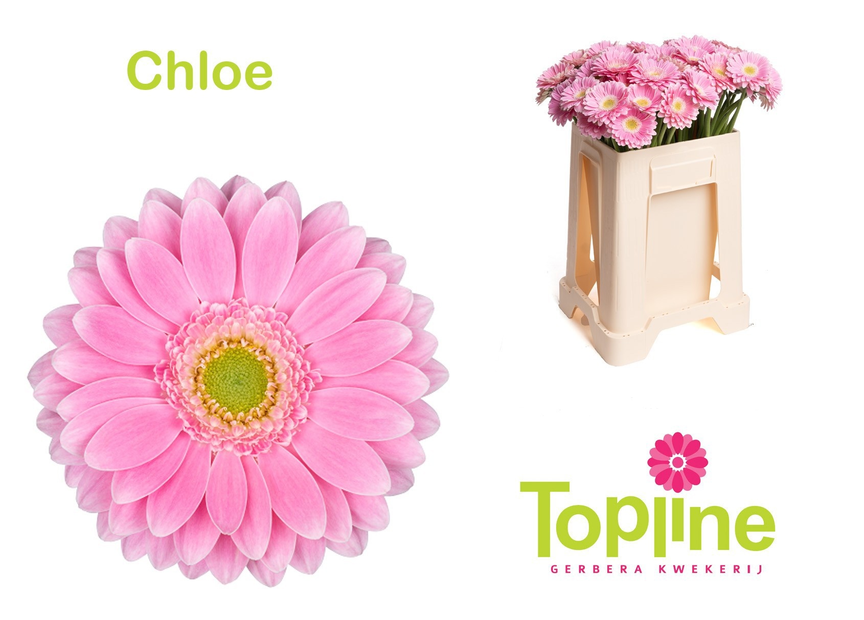 Ge Mi Chloe