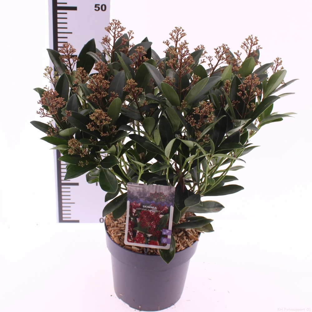 Picture of Skimmia jap. 'Rubella'