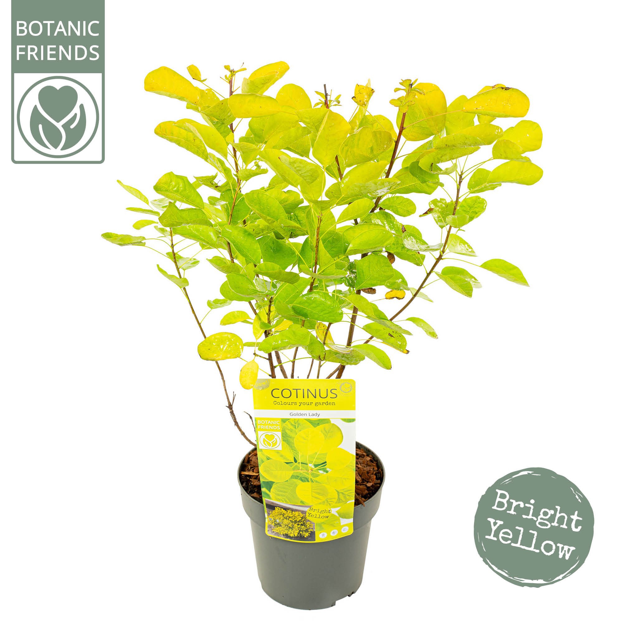 Picture of Cotinus cog. 'Golden Lady' ®