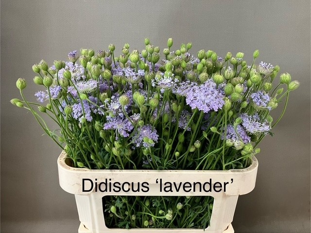 Snijbloemen Ov