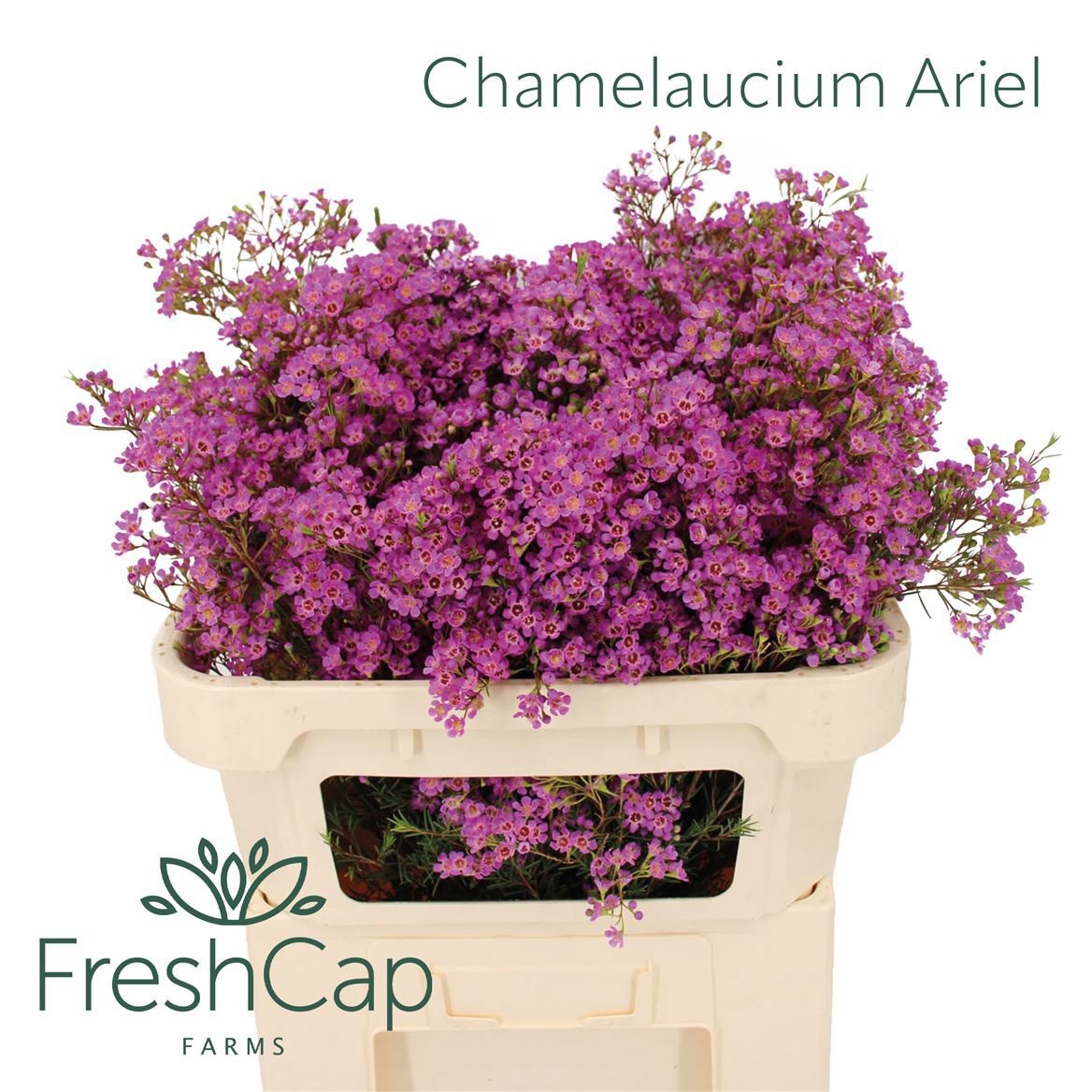 Chamelaucium Un Ariel 70cm 60gram