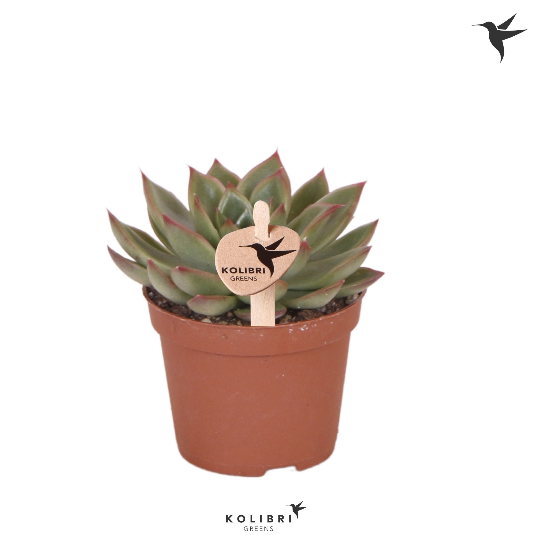 Echeveria Kolibri Greens Succulenten Echeveria Costari
