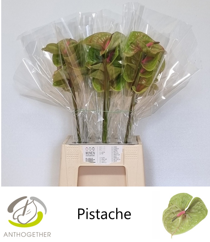 Anth A Pistache 40L.cm 9Ø Cm