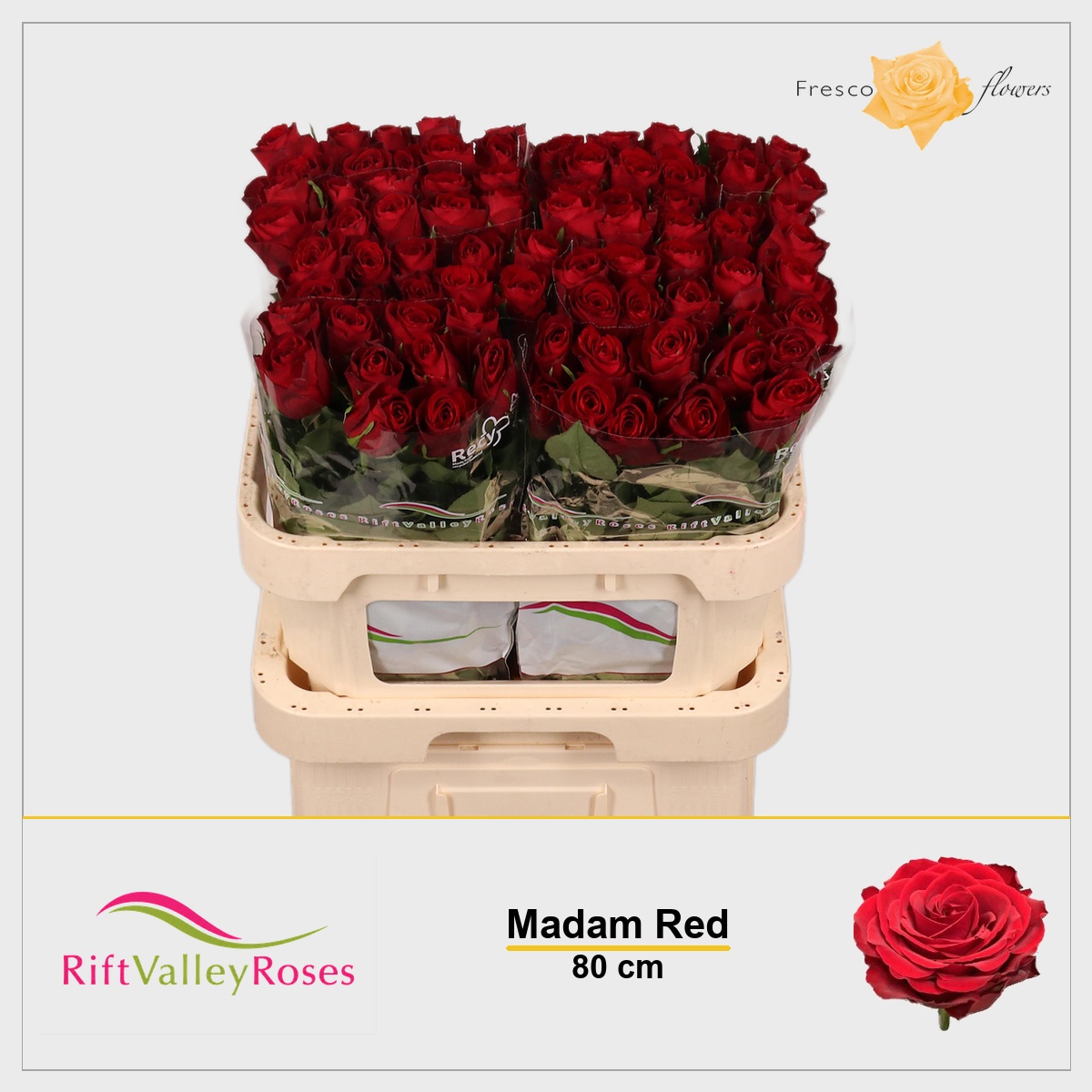 Rosa Madam Red 80cm
