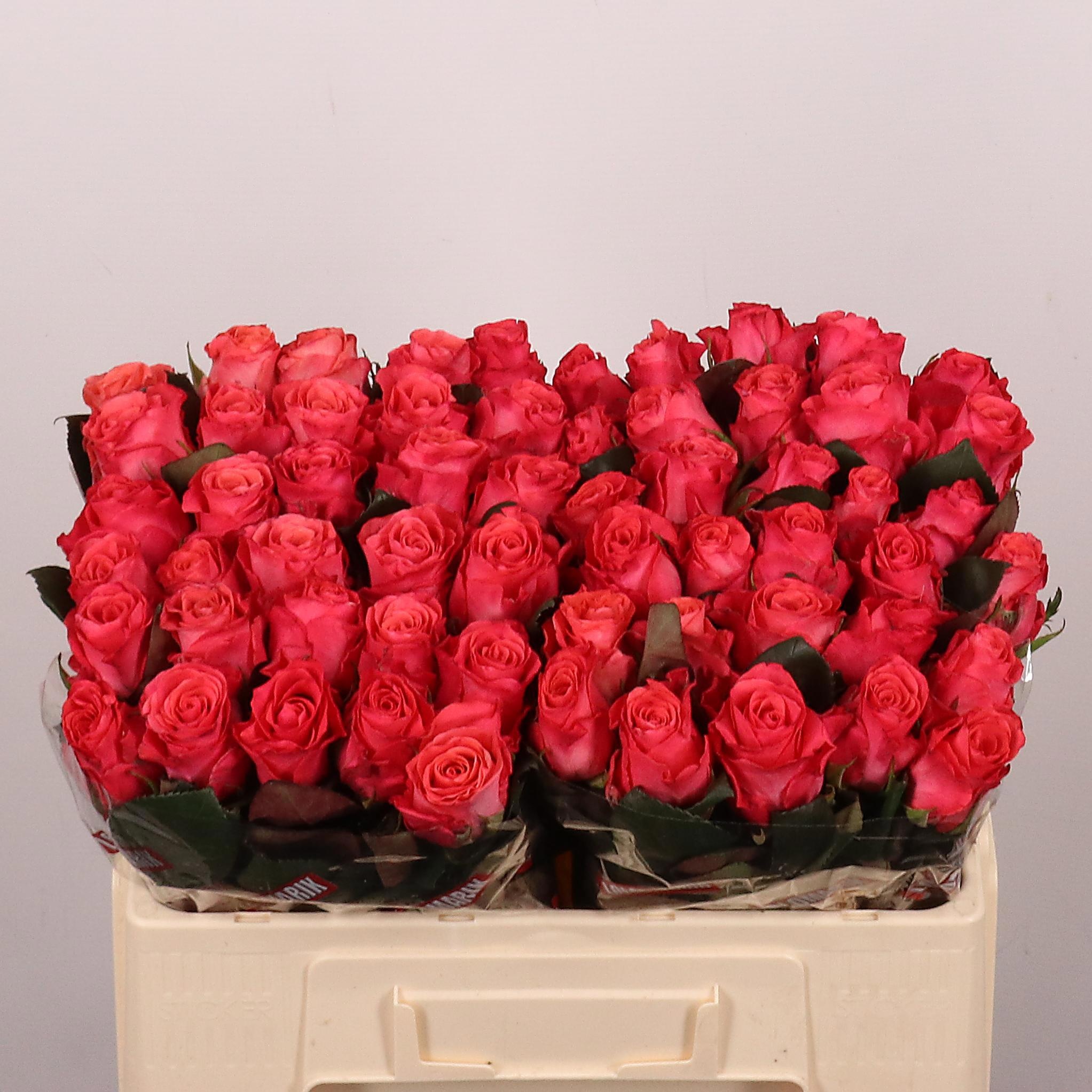 Rosa Pink Tacazzi 50cm