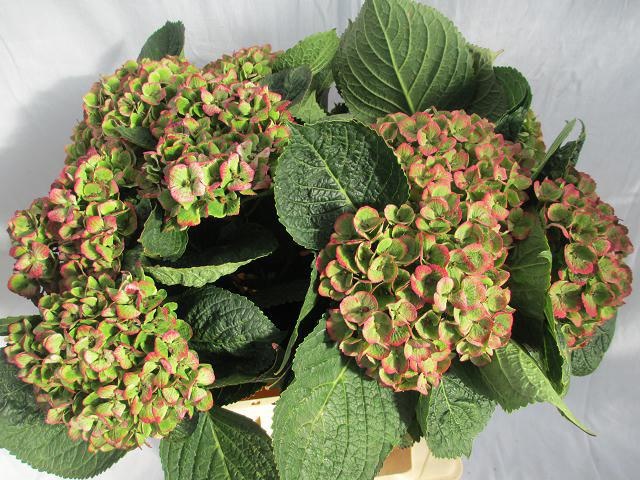 Hydrangea Amathyst 40cm 14Ø
