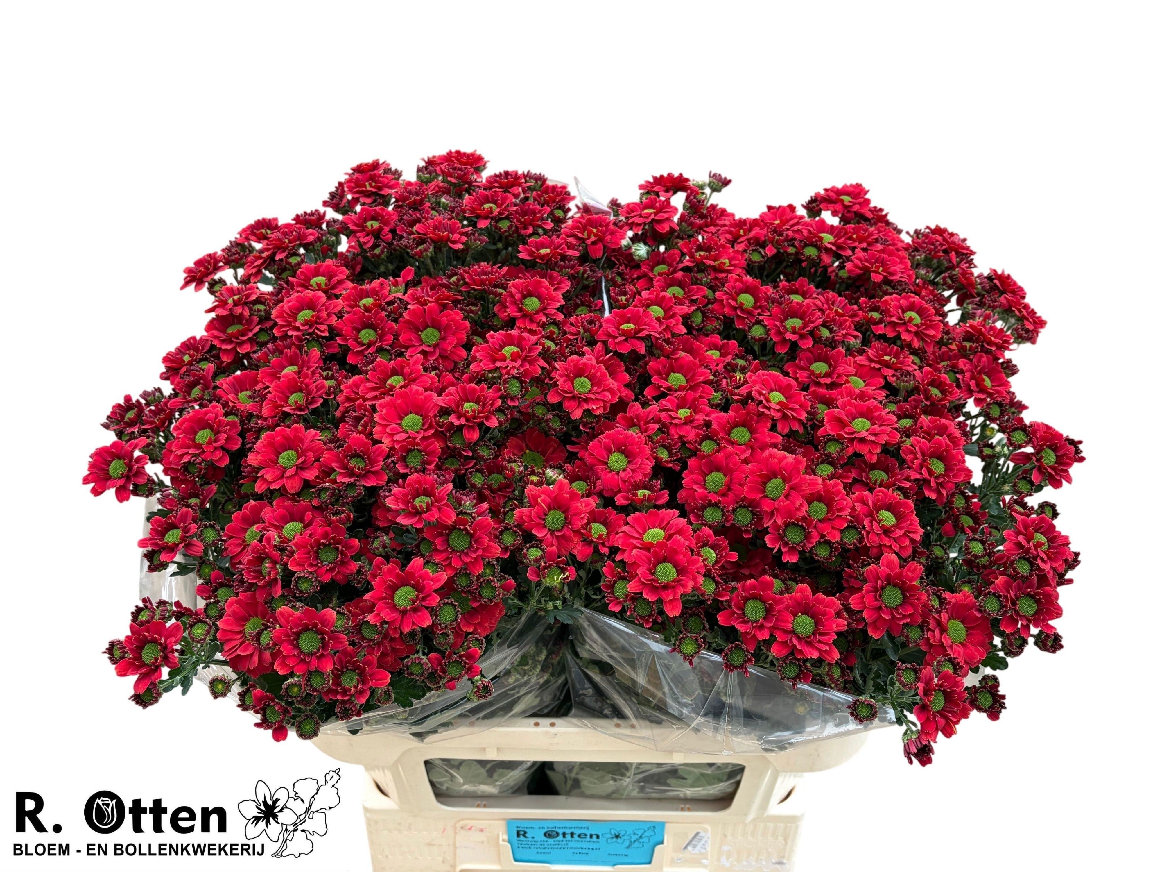 Chrys Santini Melissa Red 75cm 160Ø