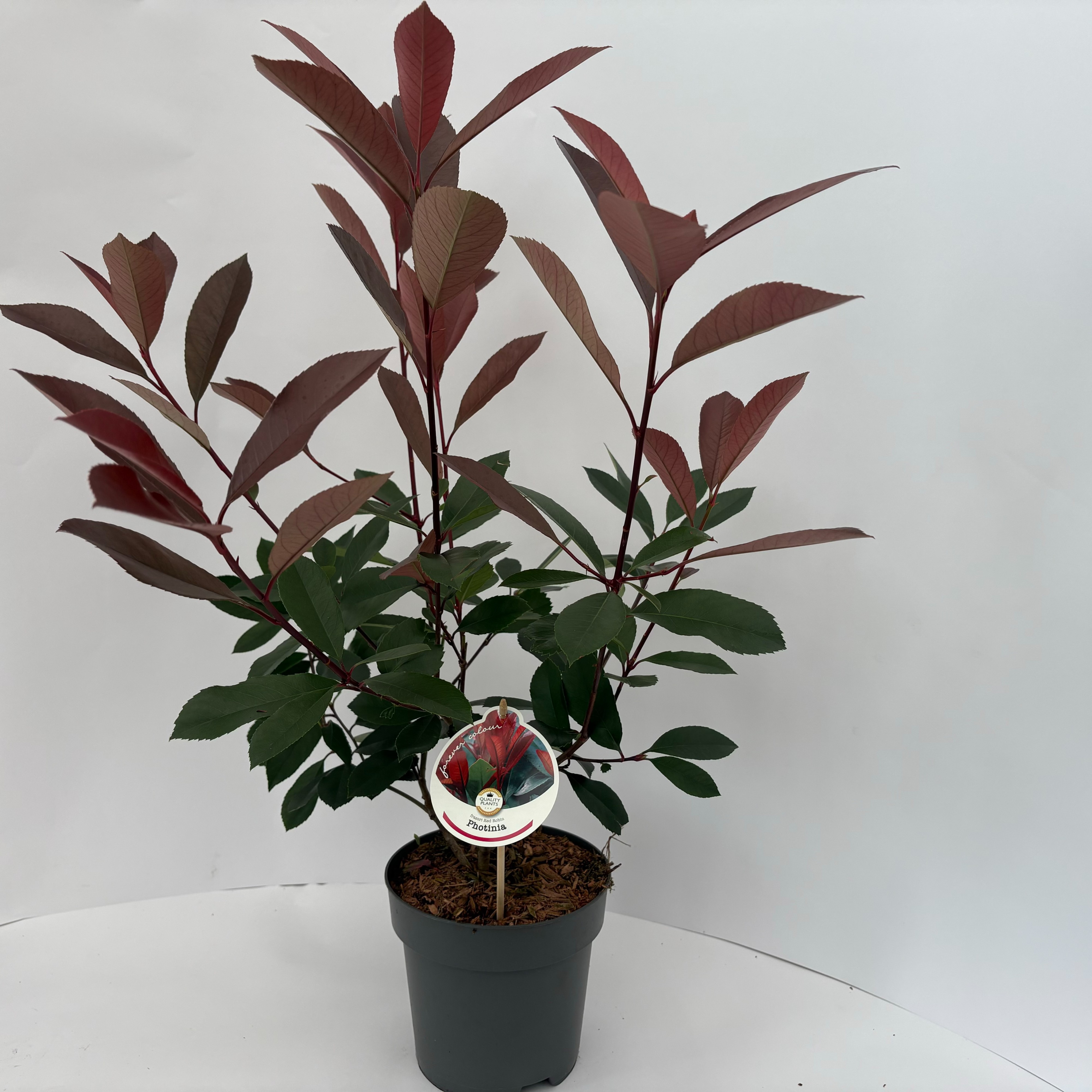 Picture of Photinia fraseri Red Robin P17 (2 Ltr)