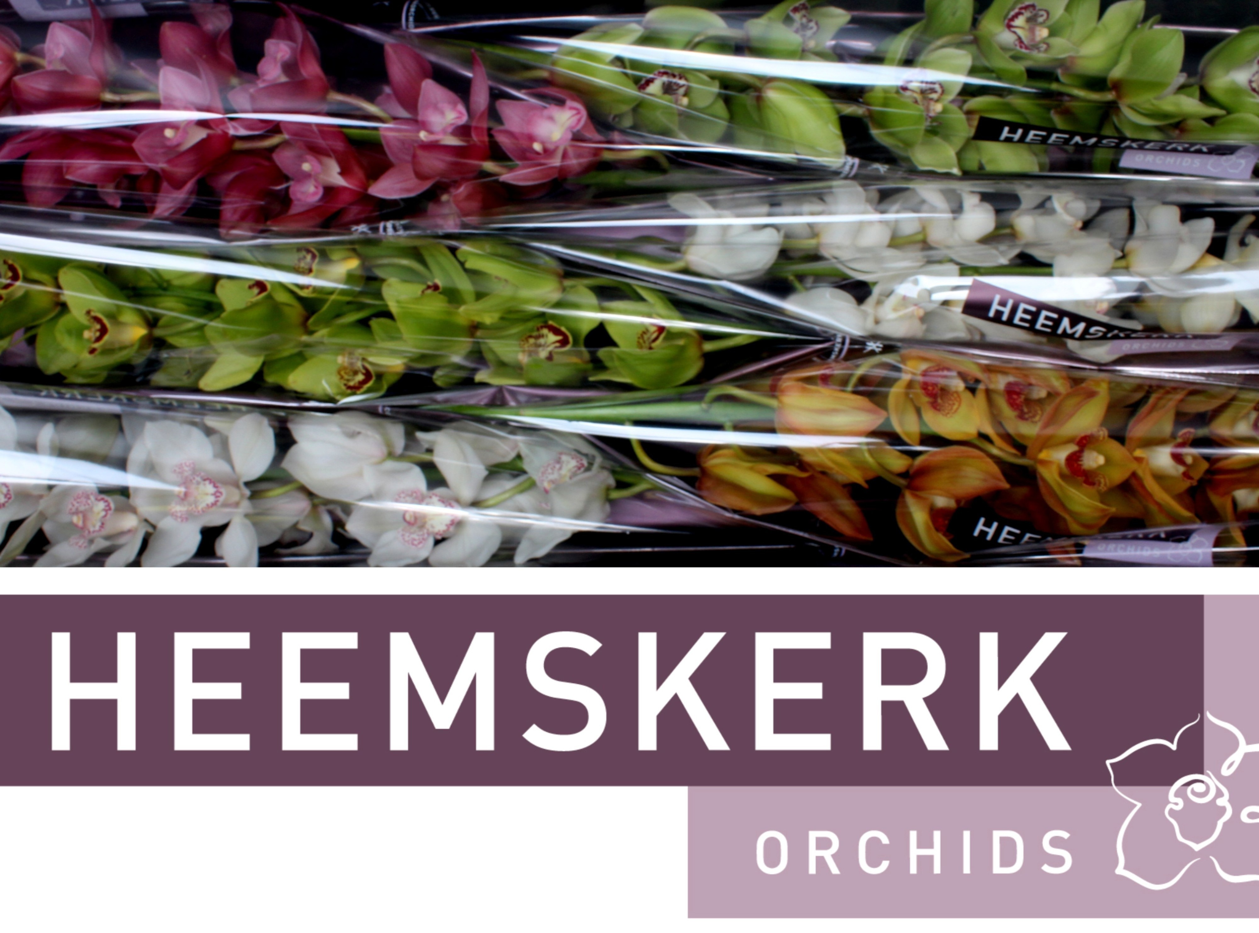 Cymbidium Asst 13bl