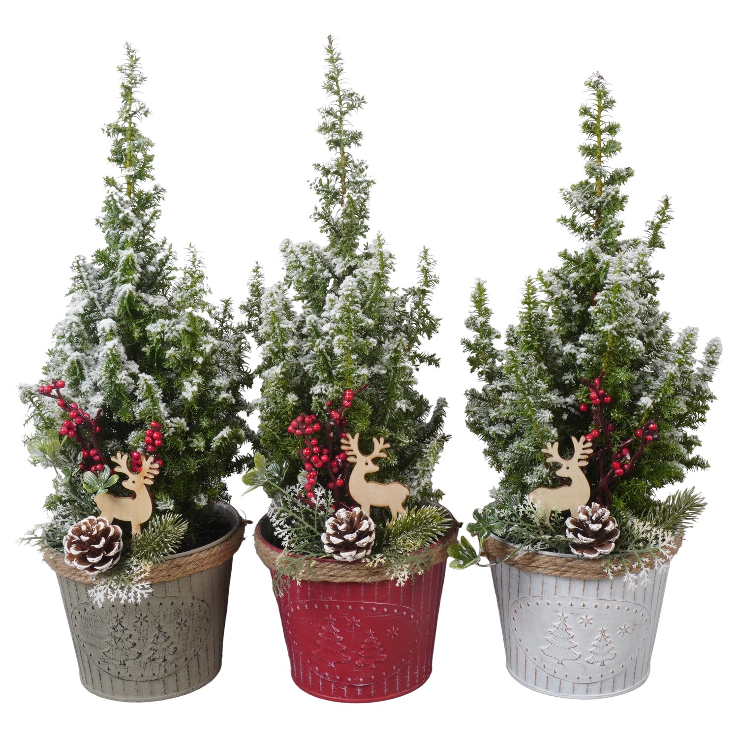 Picture of PTK24816 Cham. Top Point with snowin zinc pot decoration P13 40CM