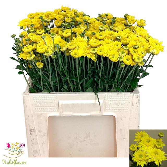 Chrys Spray Blenda Yellow 55gram