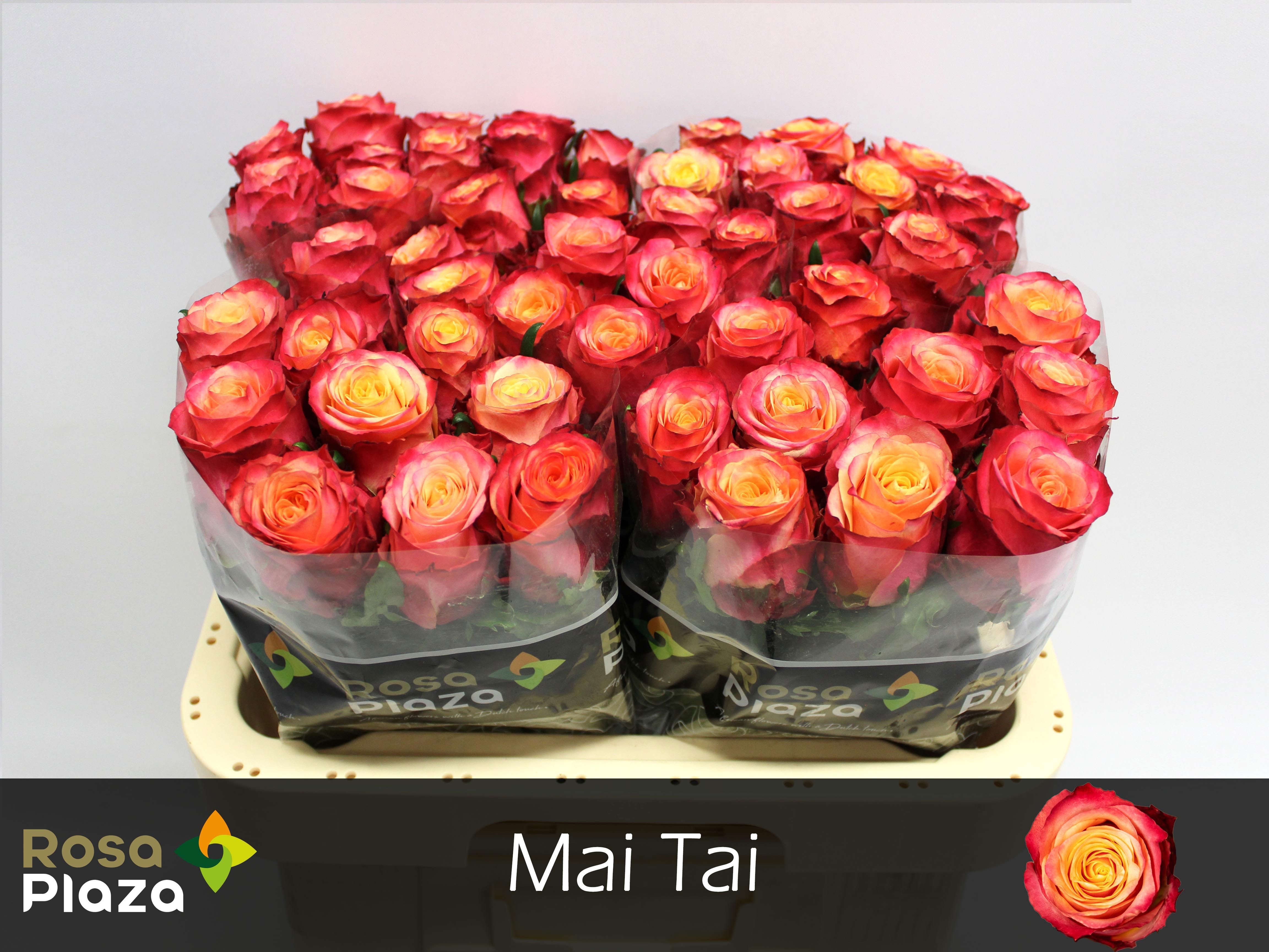 R Gr Mai Tai