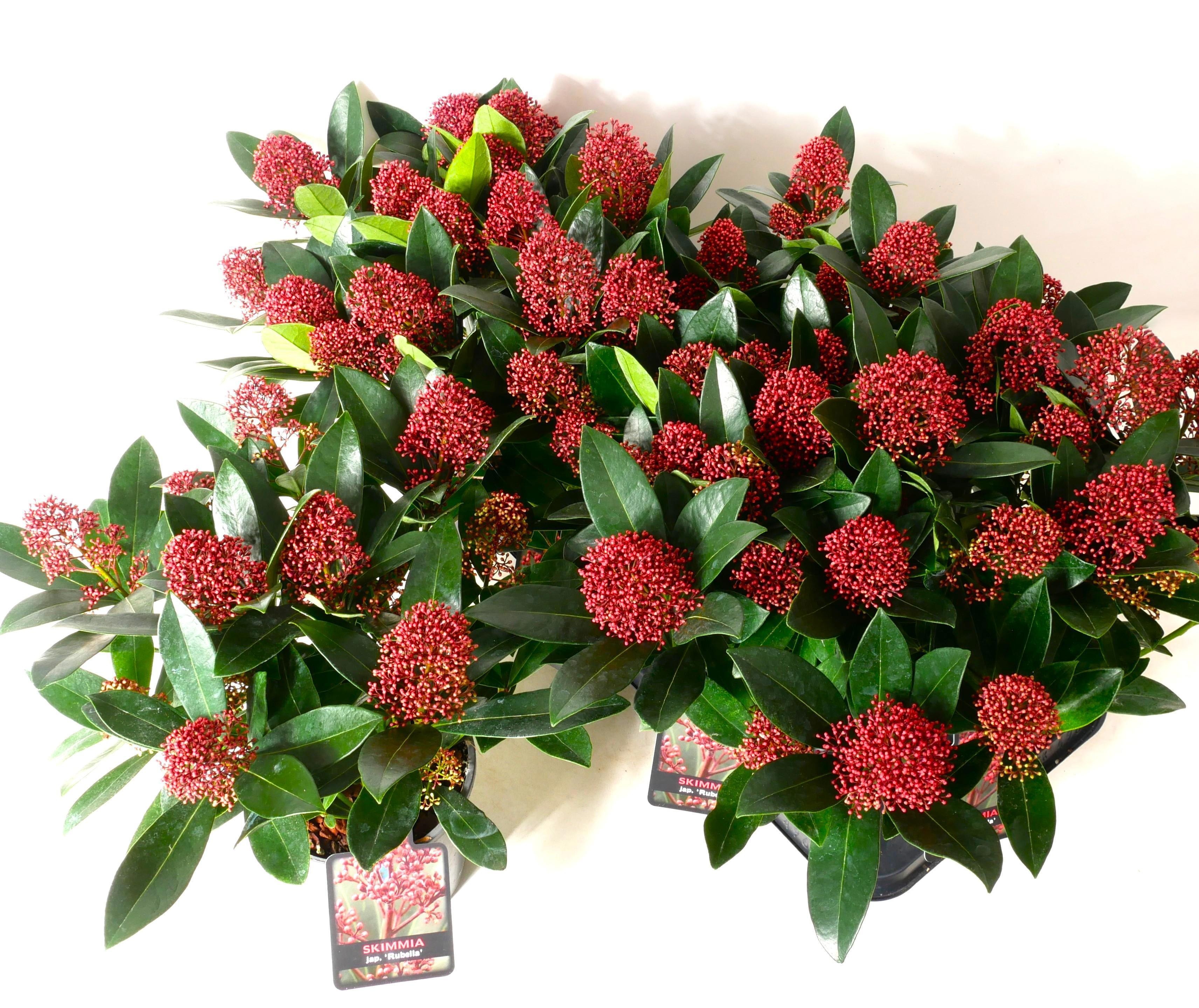 Skimmia Jap Rubella 15Ø 35cm