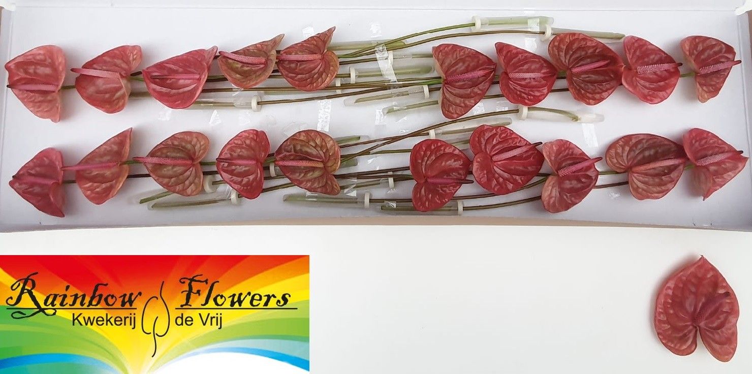 Anthurium Marijke 9Ø