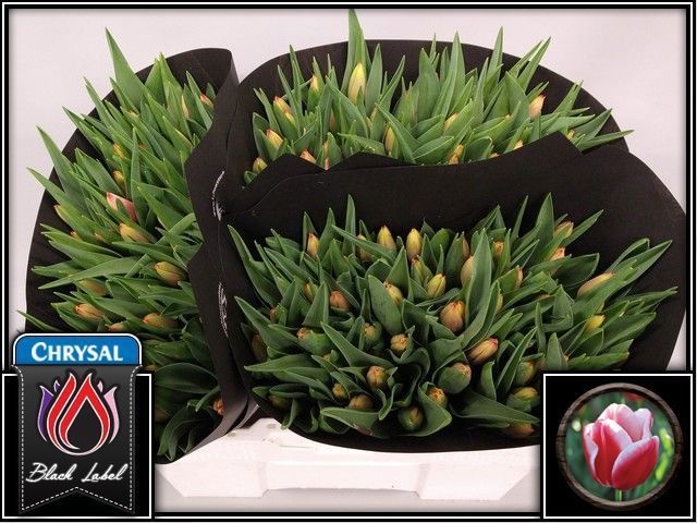 Tulipa Leen Vd Mark 38cm 28gram