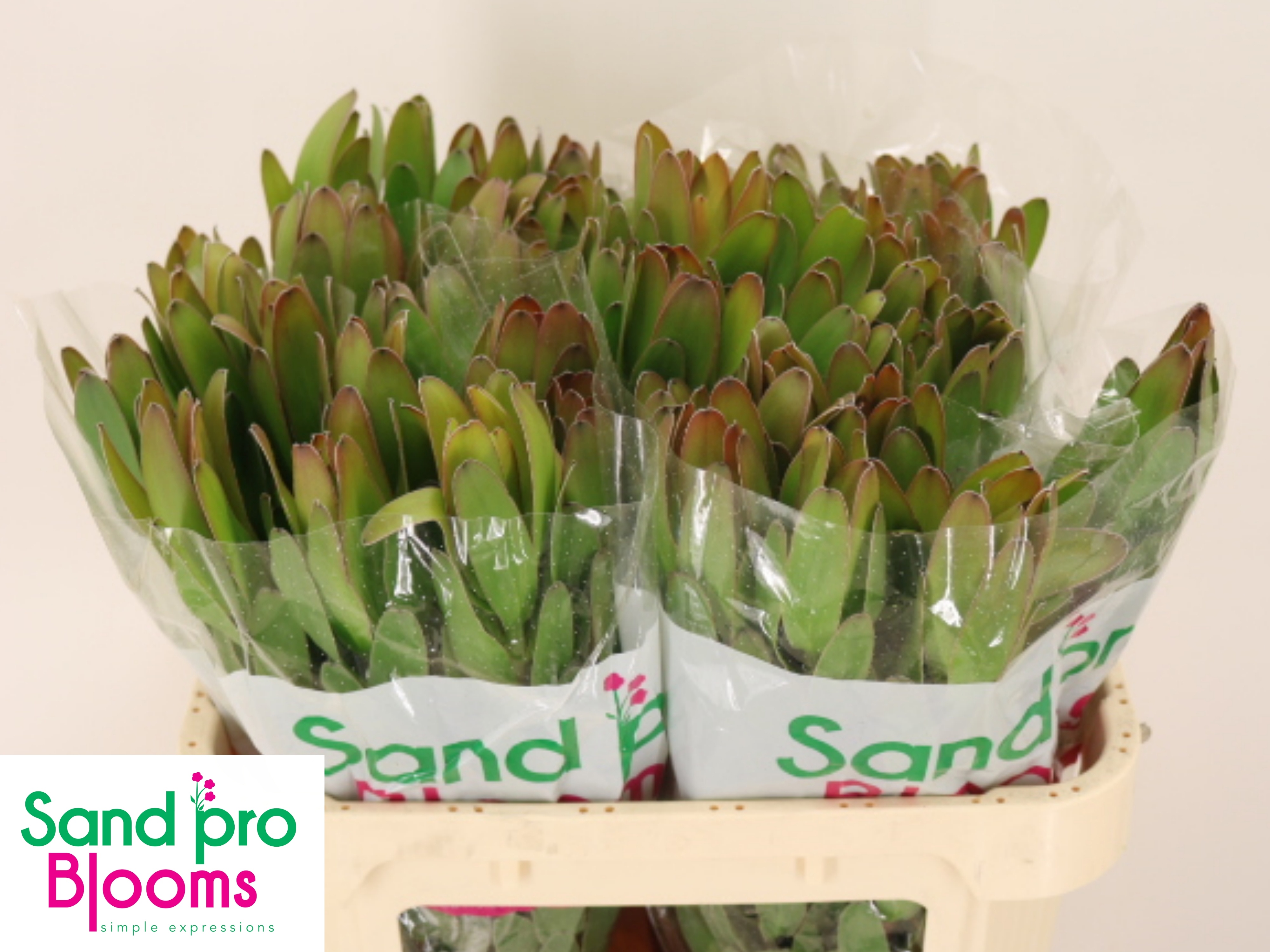 Leucadendron Goldstrike 70cm