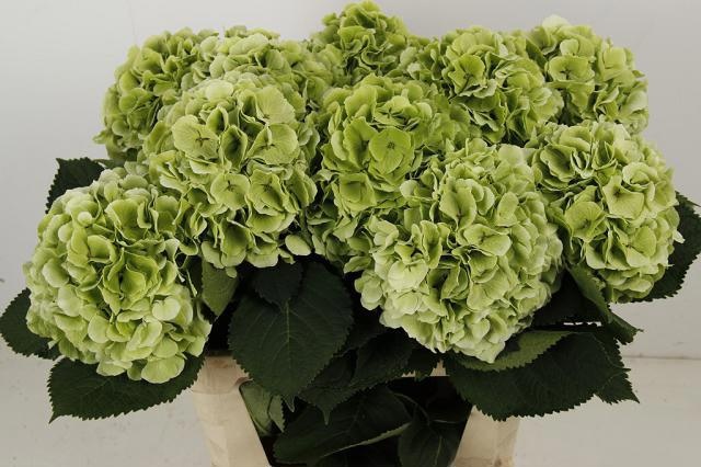 Hydrangea Verena Classic Blue 80cm 20Ø