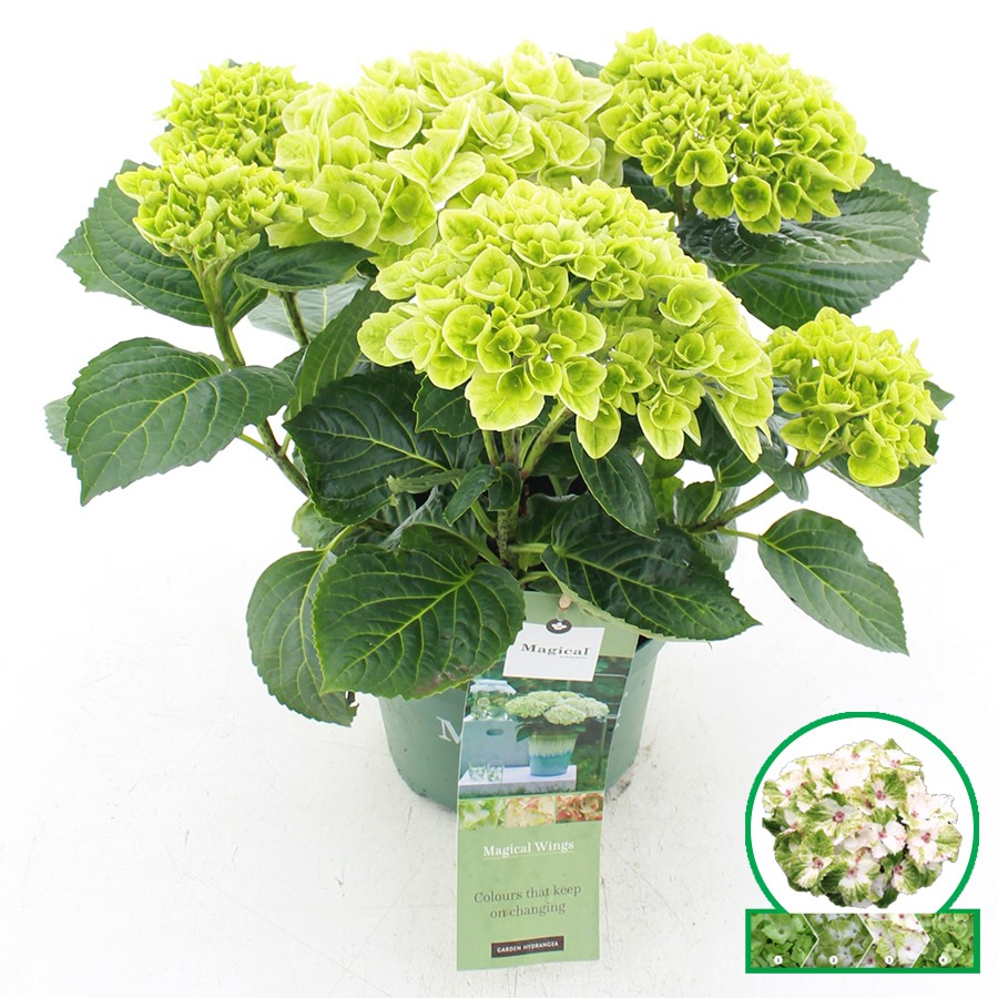 Picture of Hydrangea macr. Magical Wings®