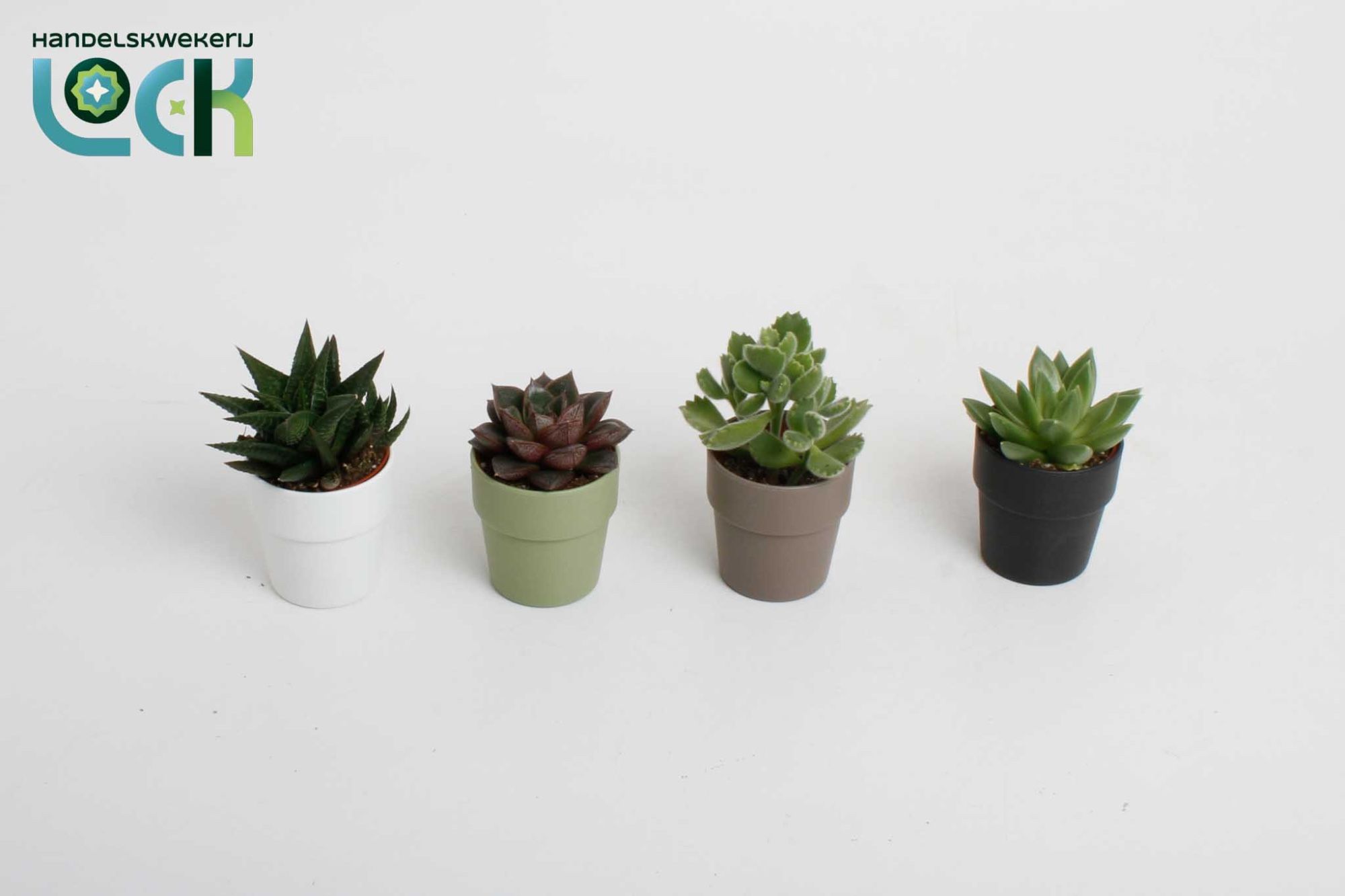 Succ Gem 4 Srt 505Ø 10cm