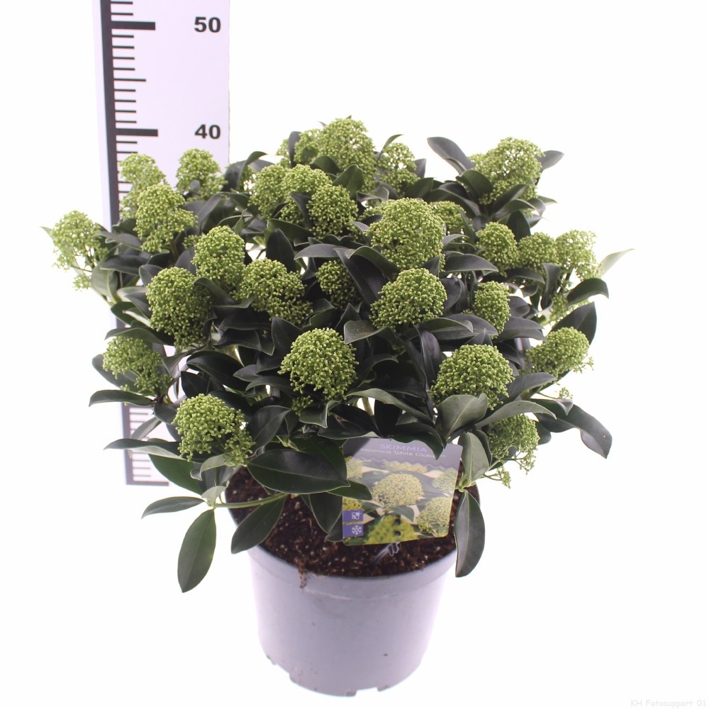 Picture of Skimmia jap. 'White Globe'