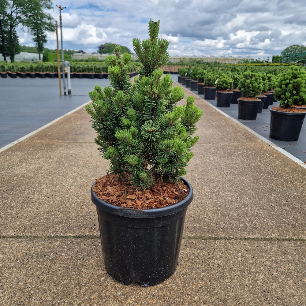 Picture of Pinus mugo Picobello C11 30/40