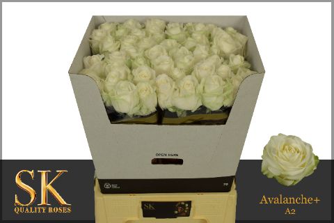 Rosa Avalanche 70cm