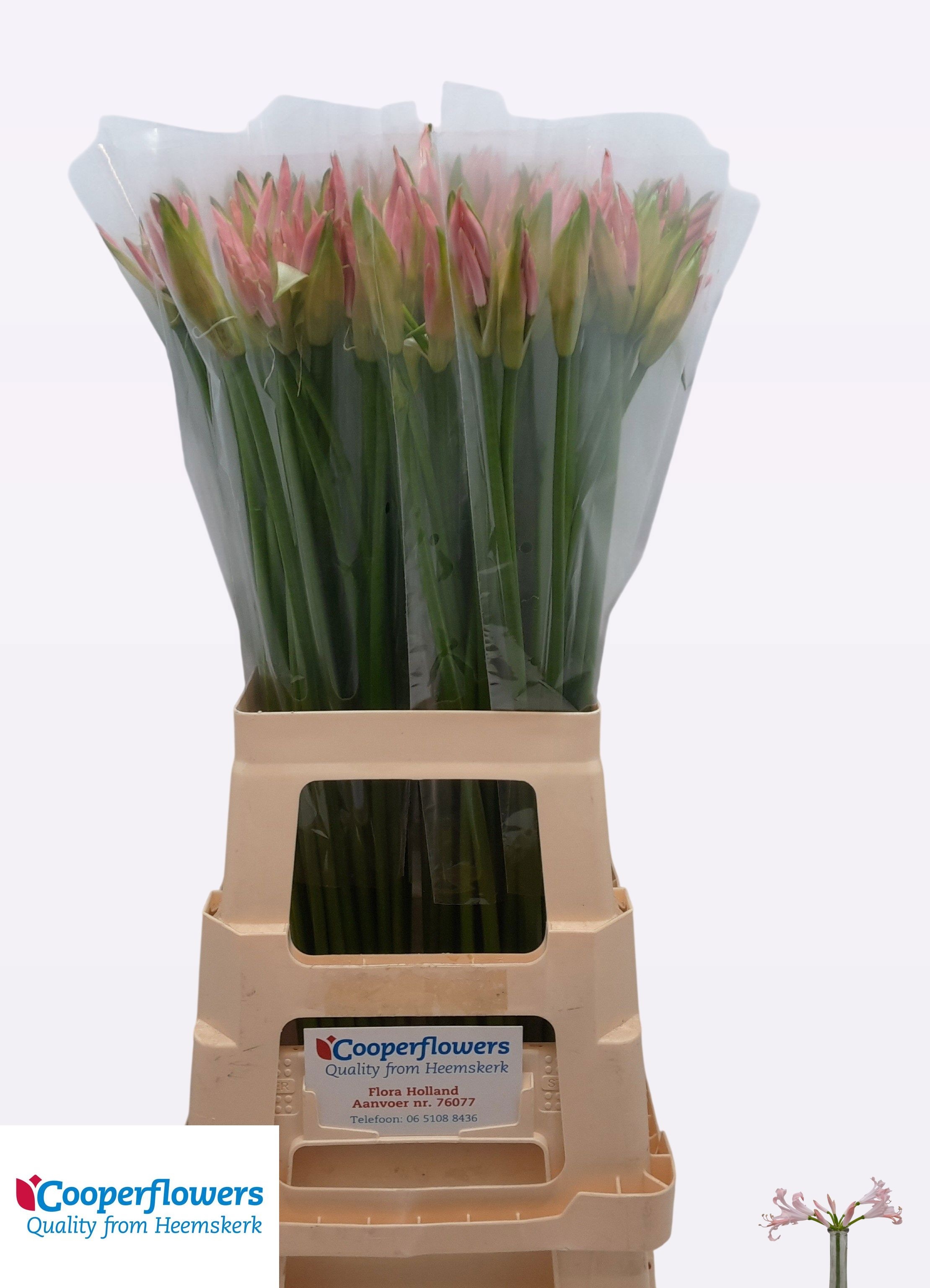 Nerine Vesta K 60cm