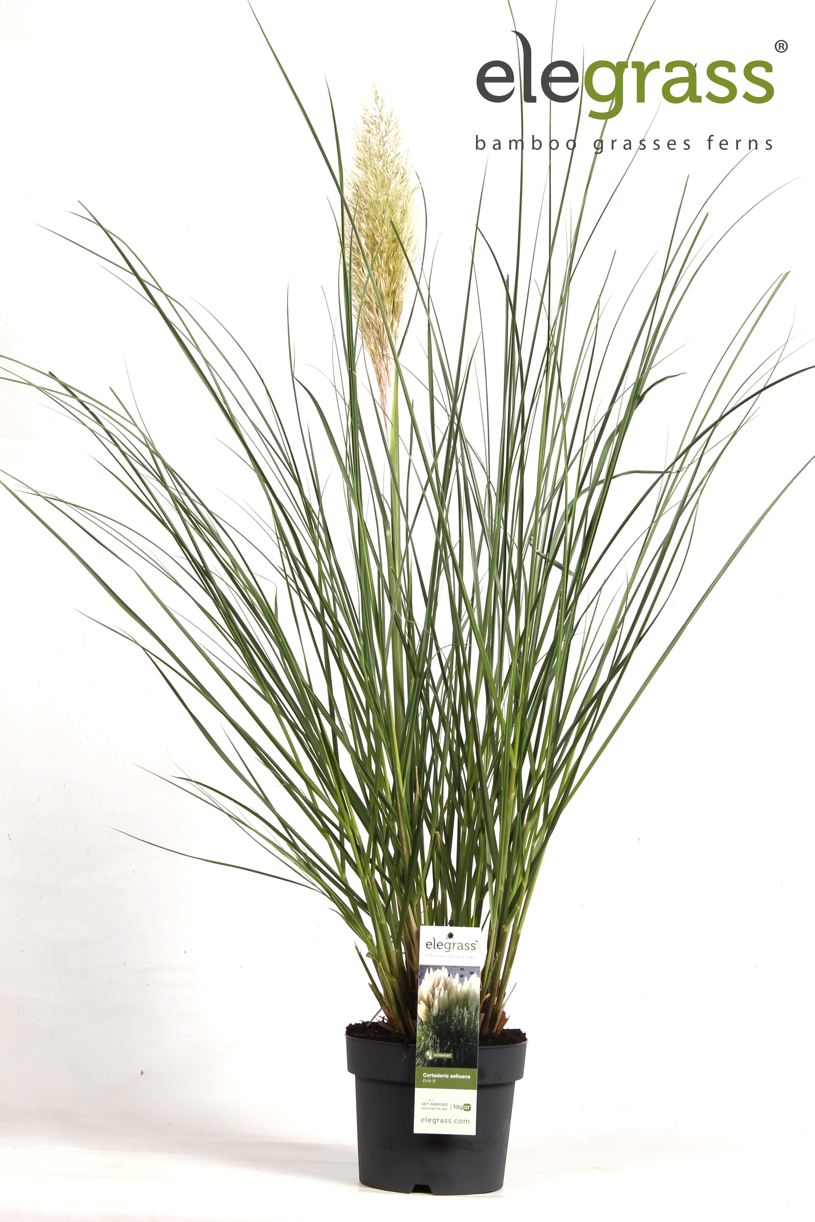 Picture of Cortaderia selloana Evita P23 (5 Ltr)