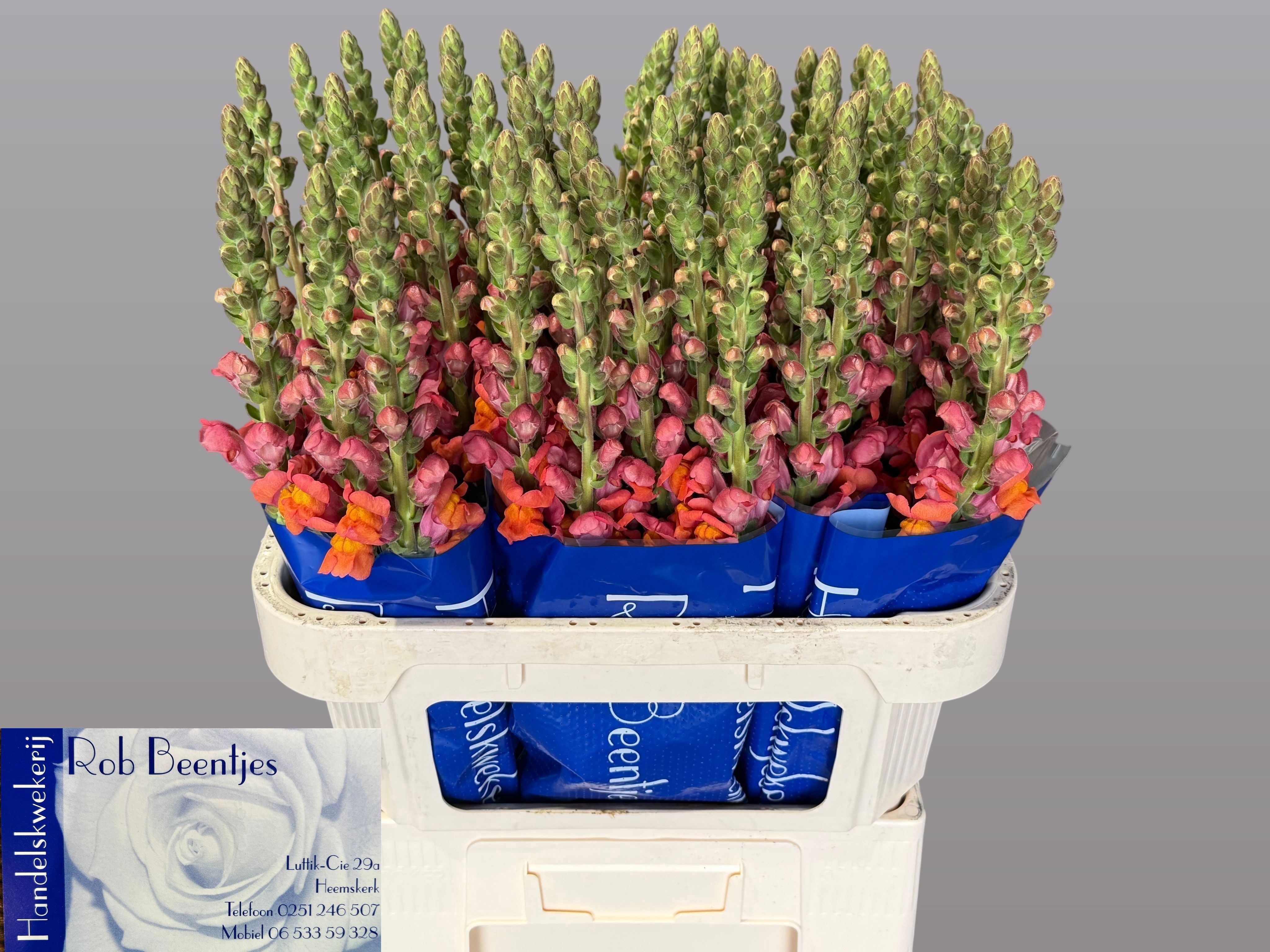 Antirrhinum Antibes Orange 70cm