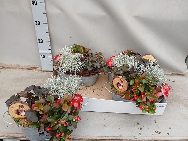 Arr Tuinplanten 23P 23cm