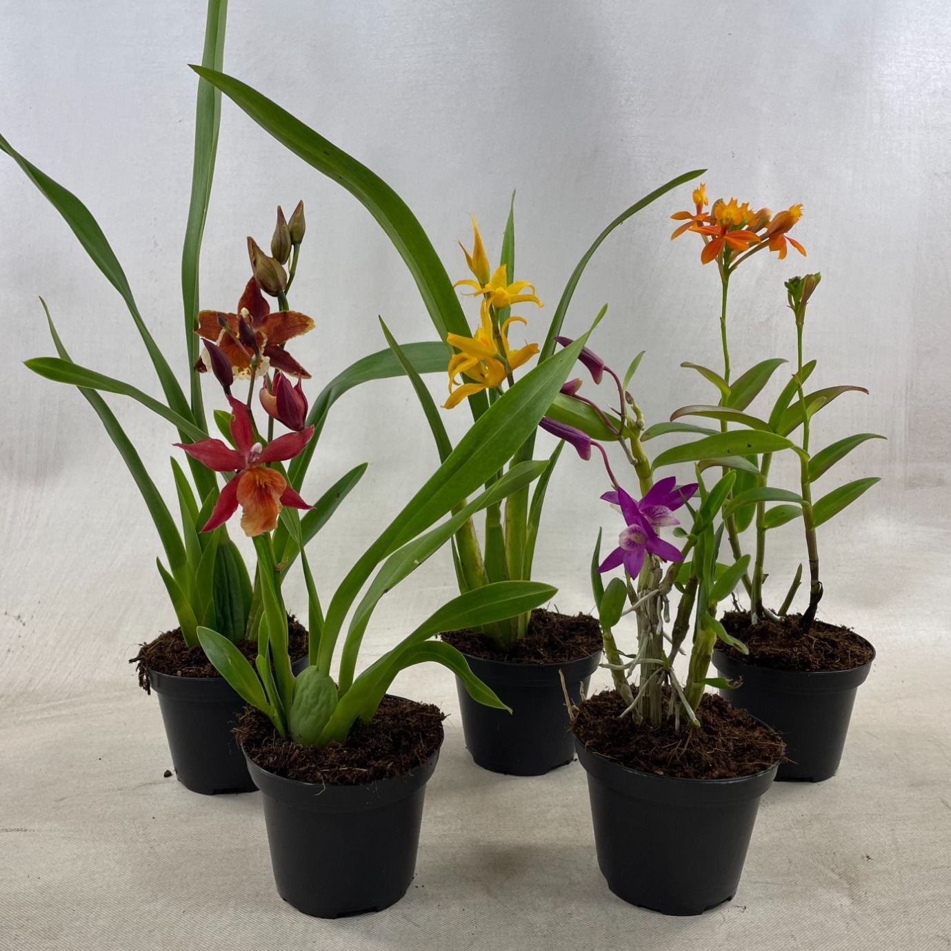 Orchideeen Gemengd