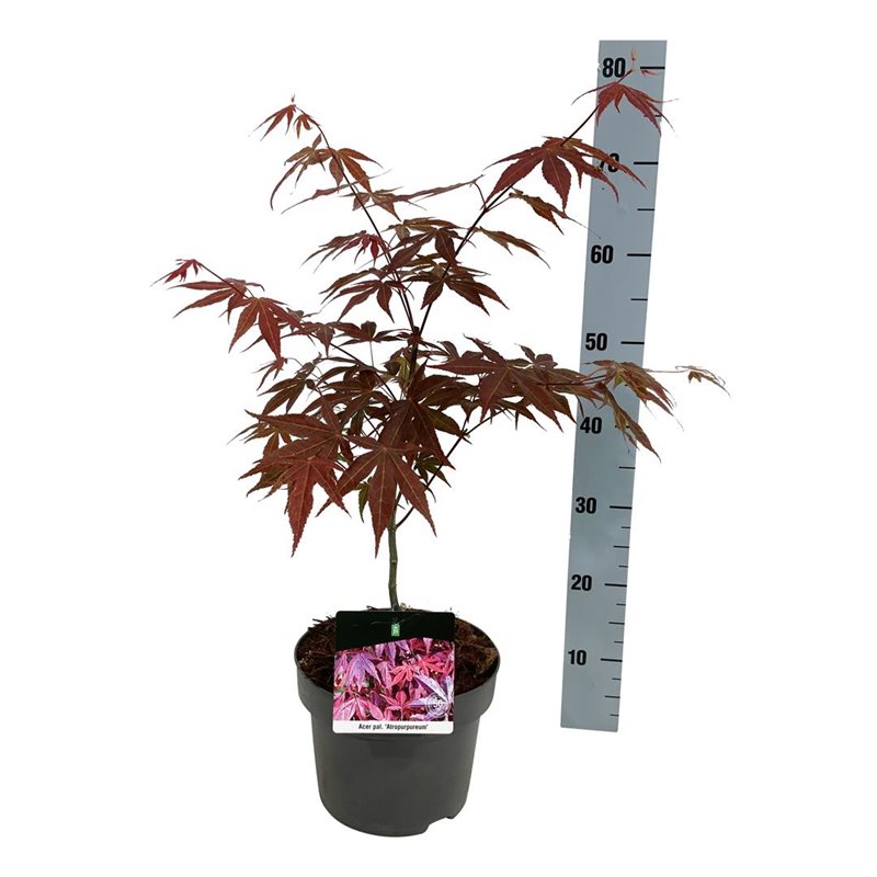 Picture of Acer pal. 'Atropurpureum'